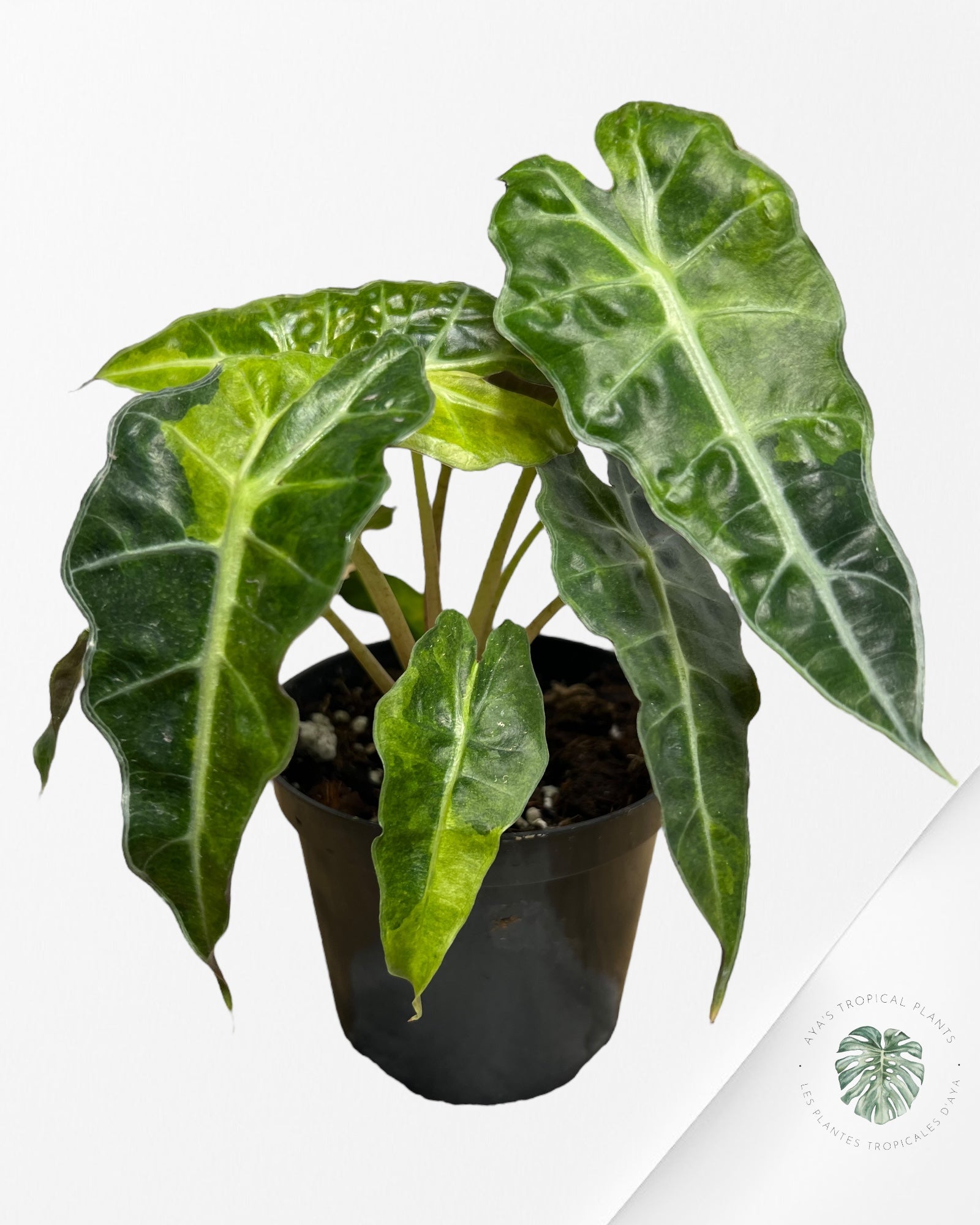 Alocasia amazonica 'Polly' variegate-AAPV1