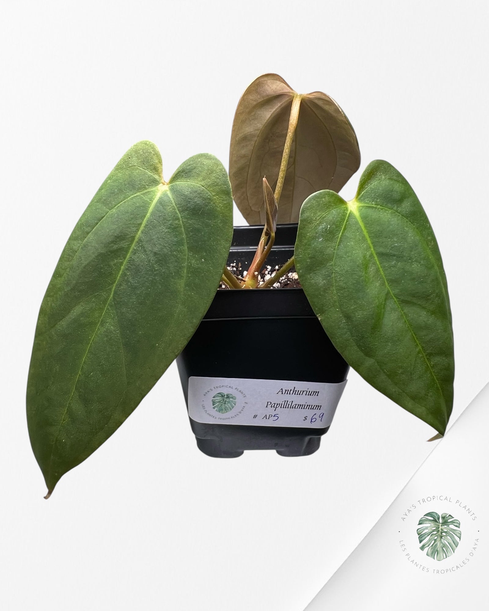 Anthurium Papillilaminum - AP5
