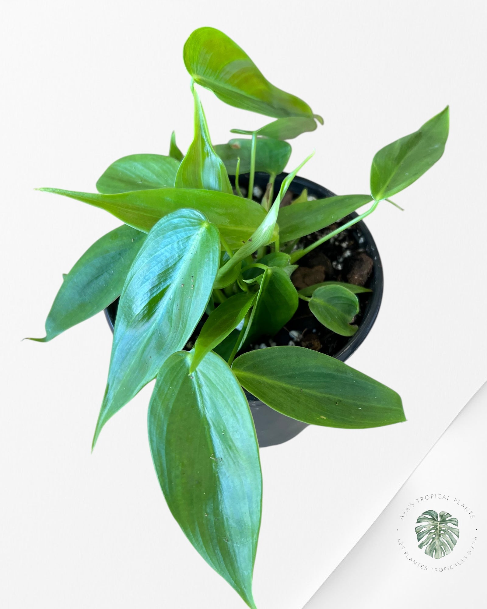 Philodendron Esmeraldense-F