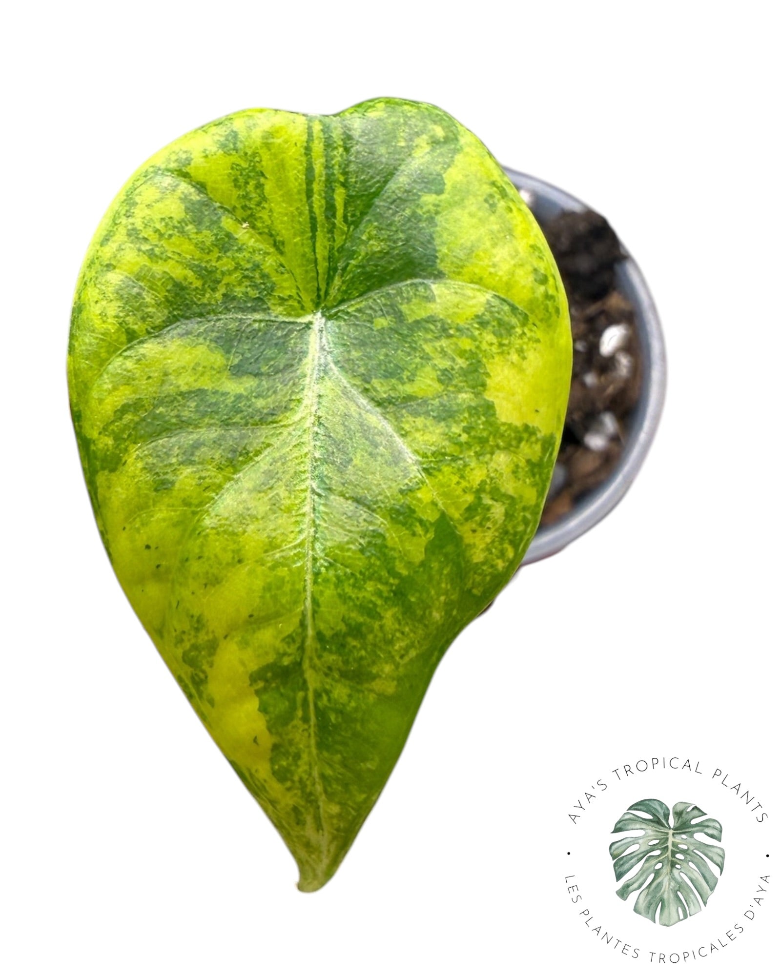 Alocasia Maharani Golden Lime