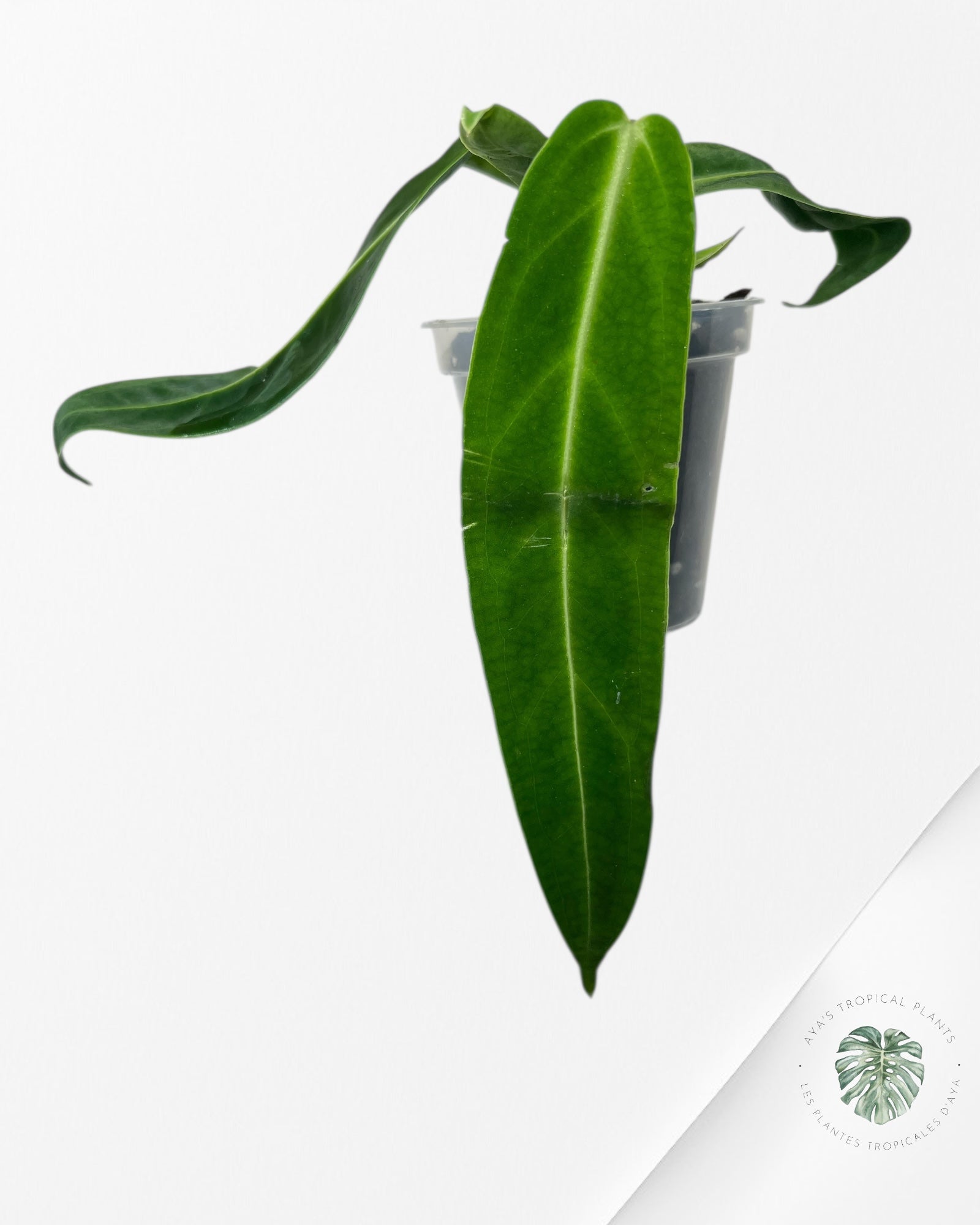 Anthurium Warocqueanum - 01