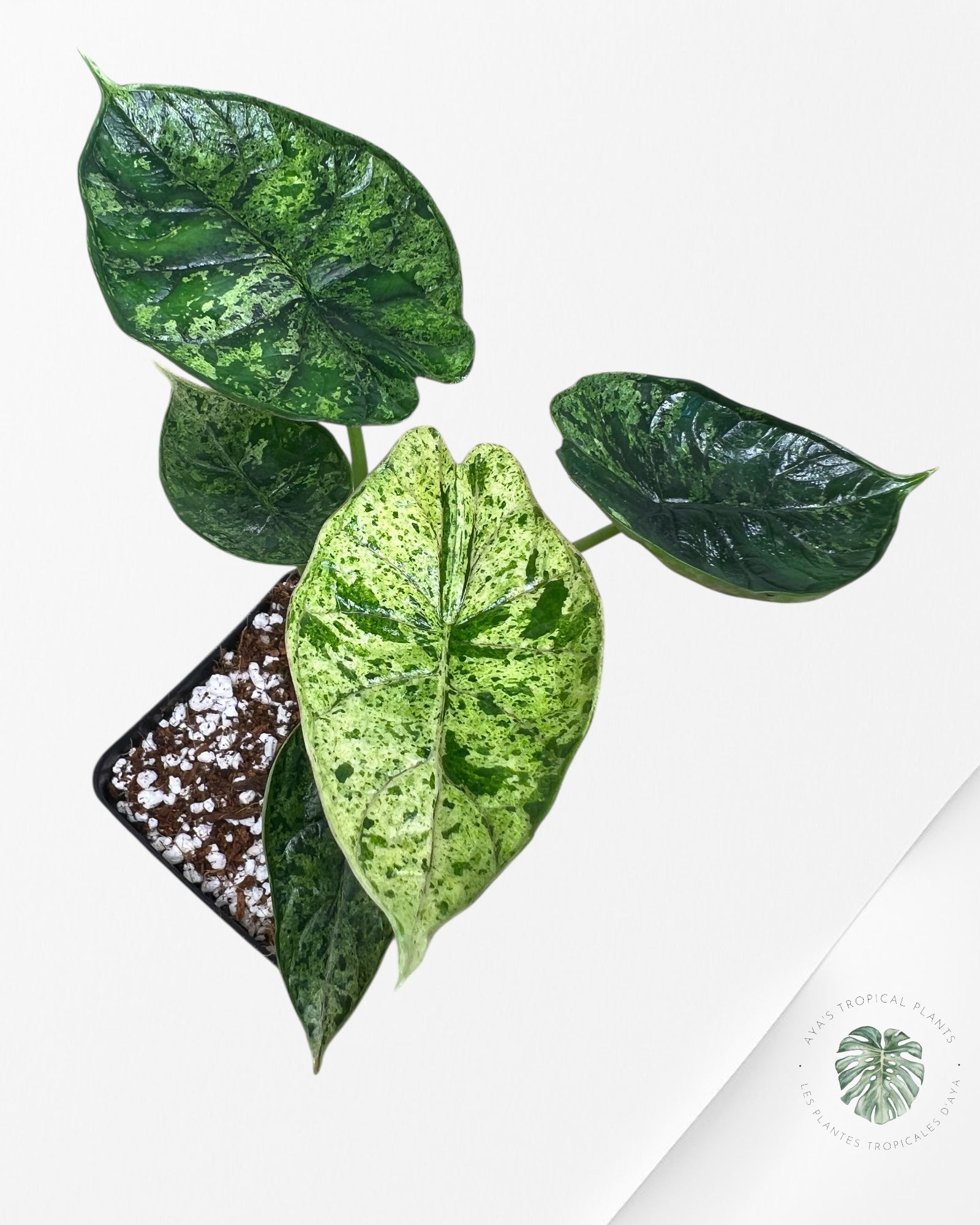 Alocasia Dragon Scale Mint - 93