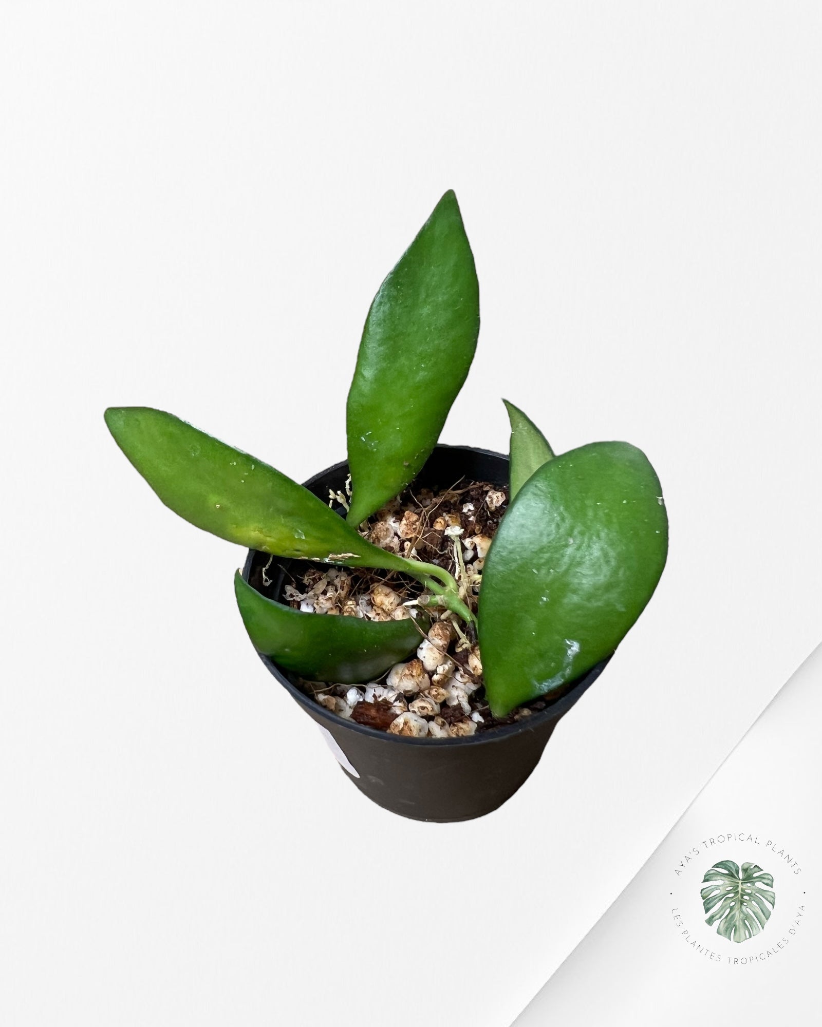 Hoya cv. Nona - F2s