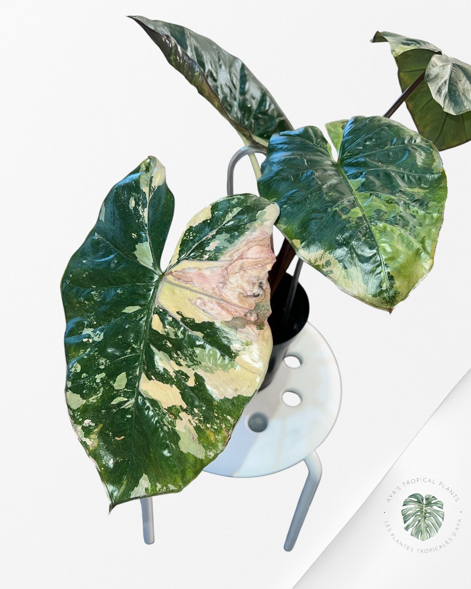Alocasia 'Yucatan Princess' variegated - F1