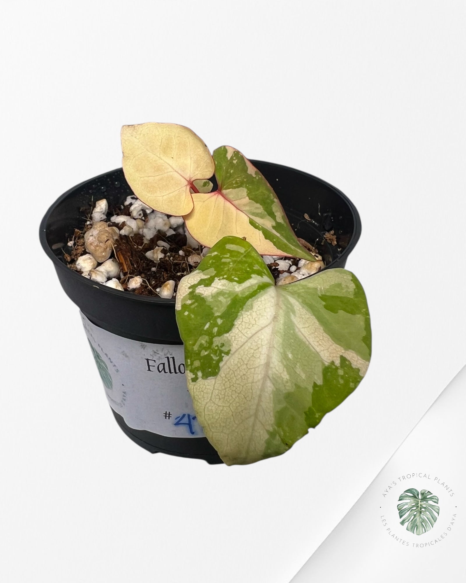 Fallopia multiflora Variegated - 42