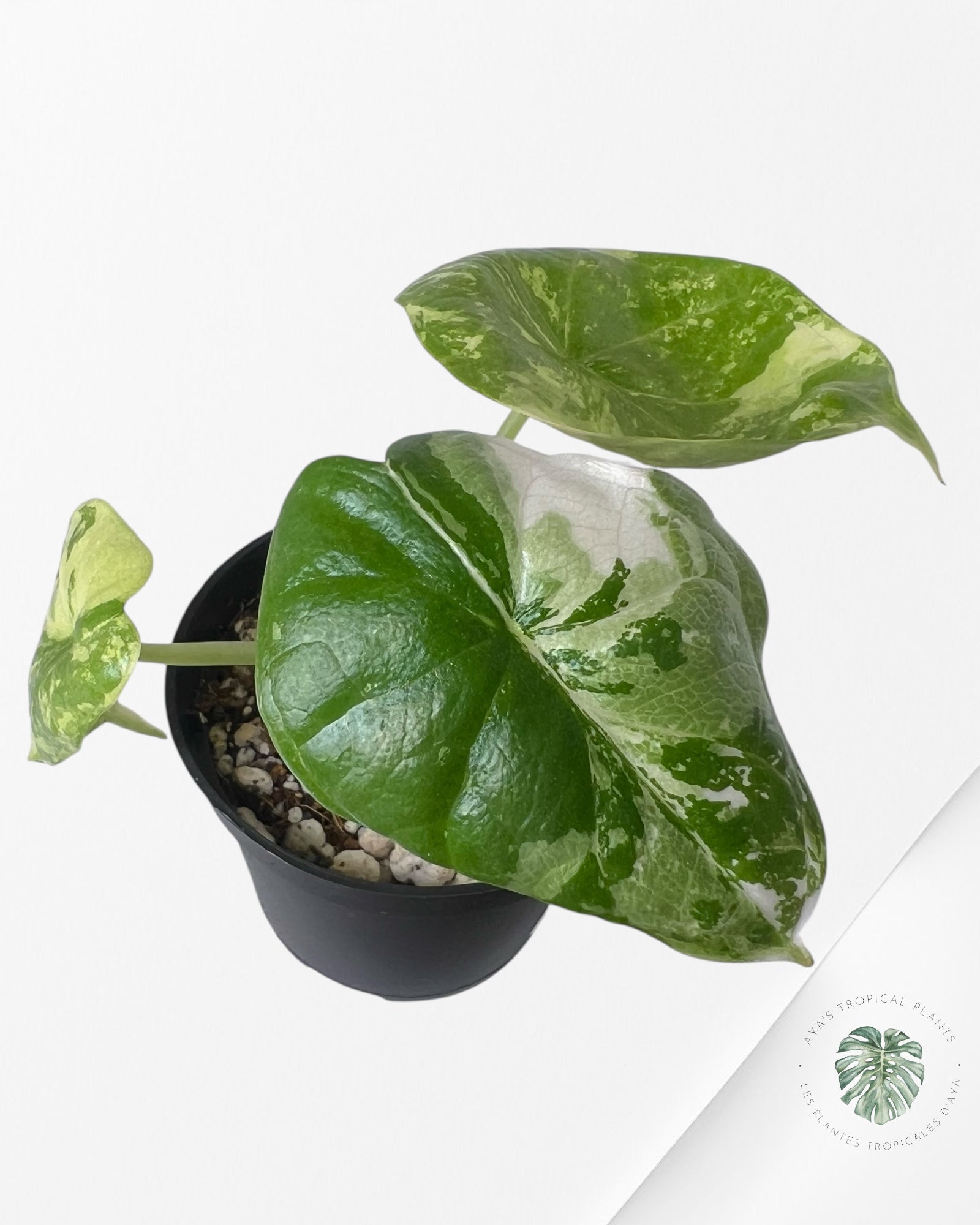 Alocasia Dragon Scale Variegated Albo ( Grade A) - TC1