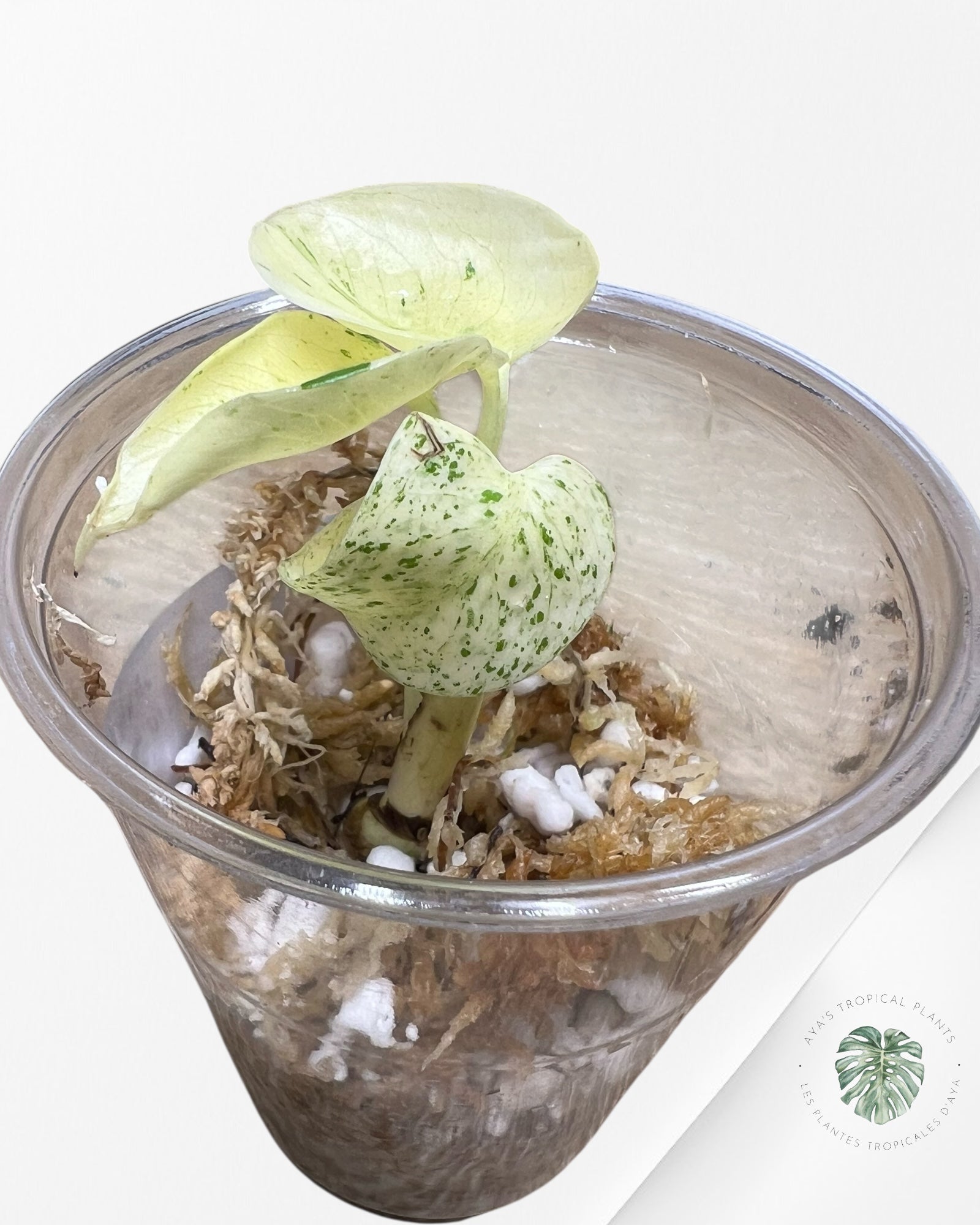 Monstera White Mint - TC5