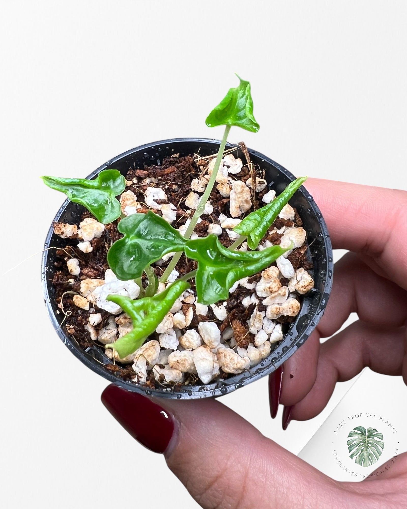 Alocasia Frydek ‘Tattoo’ - AF02