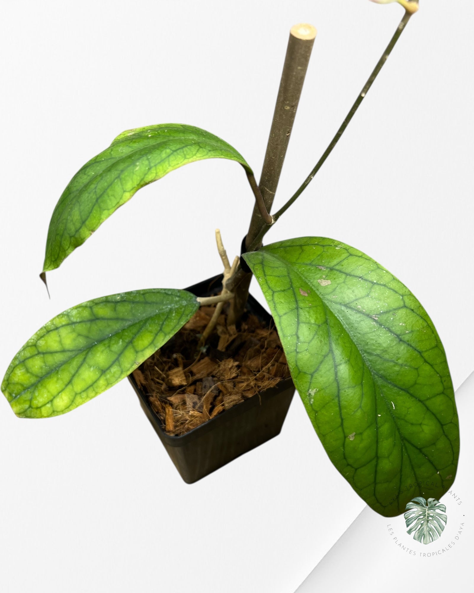 Hoya Vitellinoides - F2