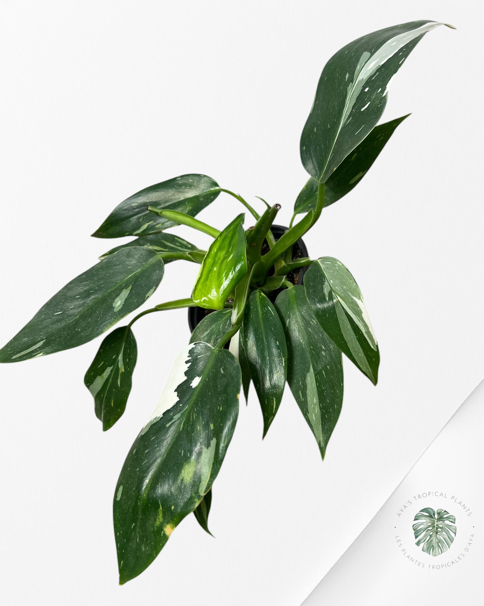 Philodendron Princesse Blanche - W5