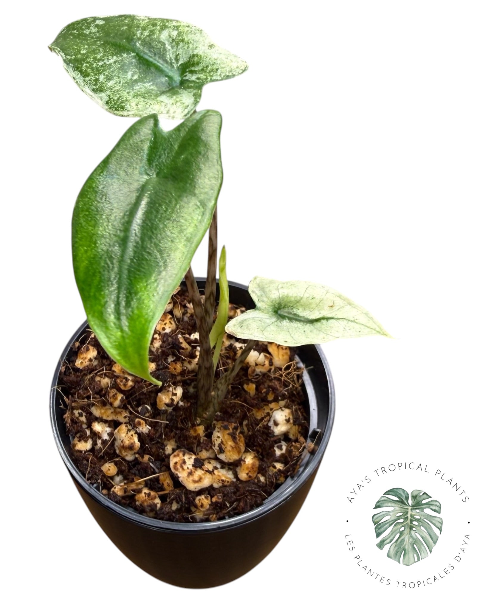 Alocasia Zebrina Mint