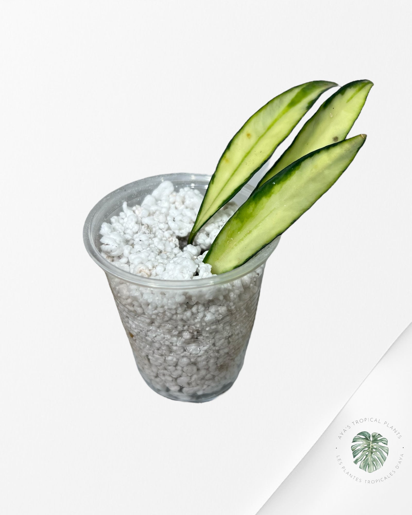 Hoya Kentiana (Variegata) - K1