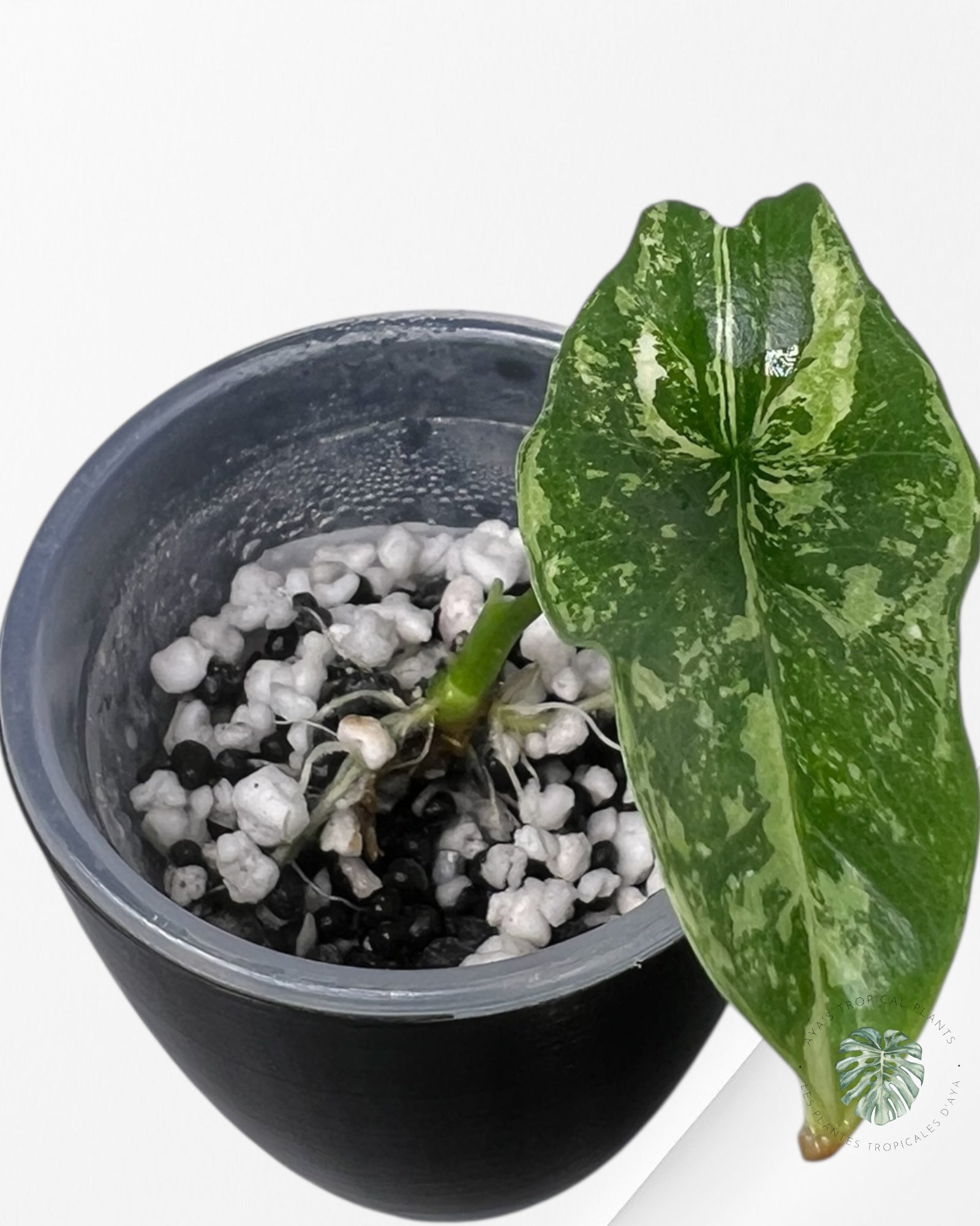 Alocasia Dragon Scale Aurea Variegated