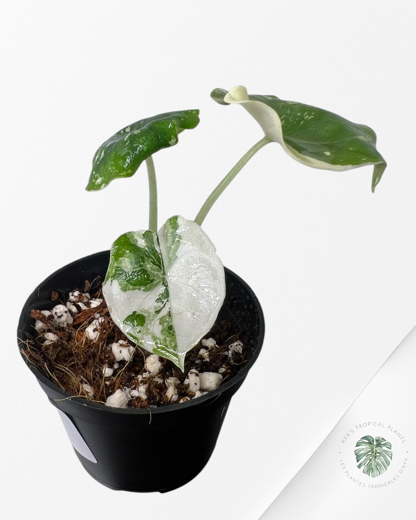 Alocasia Melo Variegated (Albo) - TC02