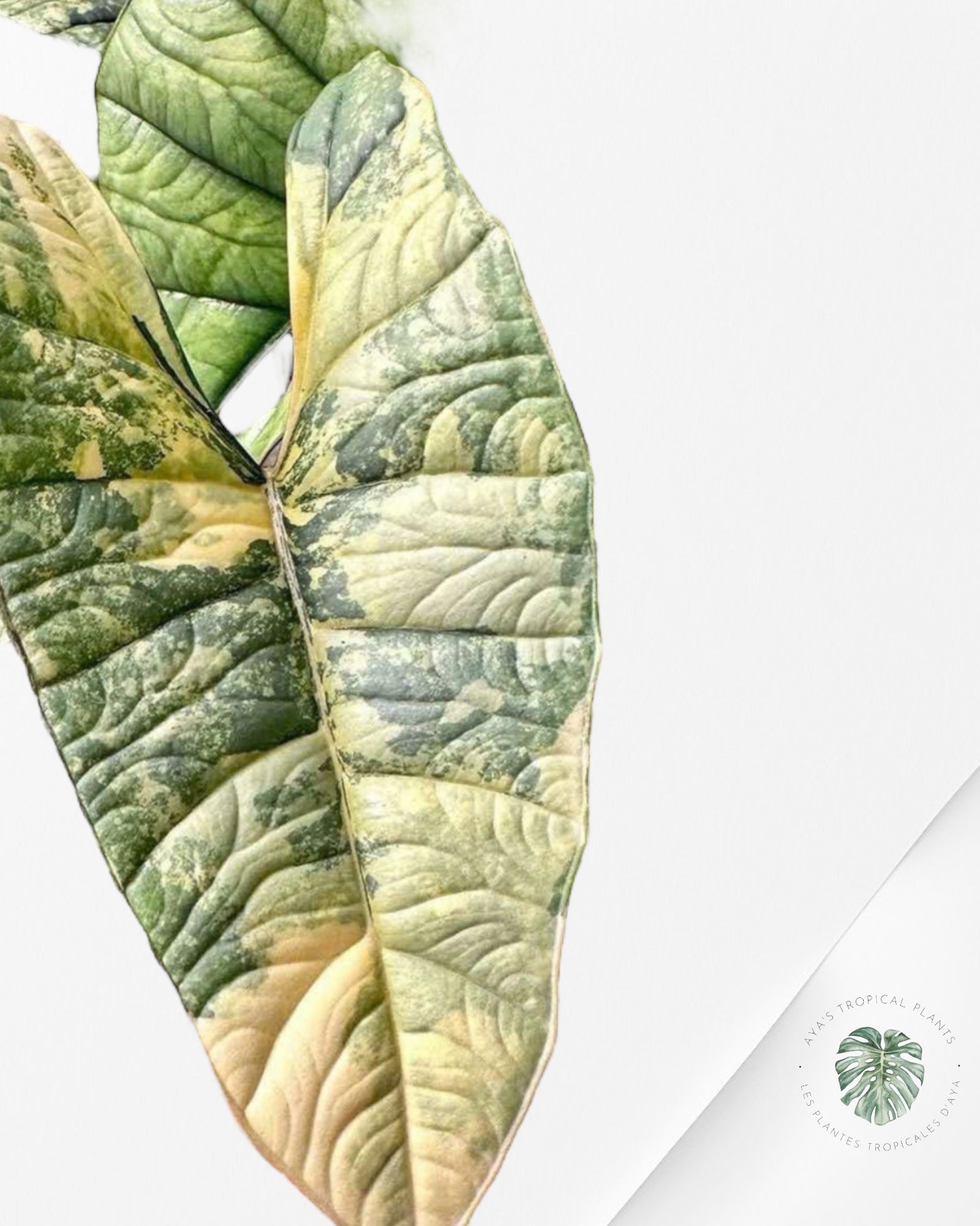 Alocasia Platinum Albo Variegated - 0