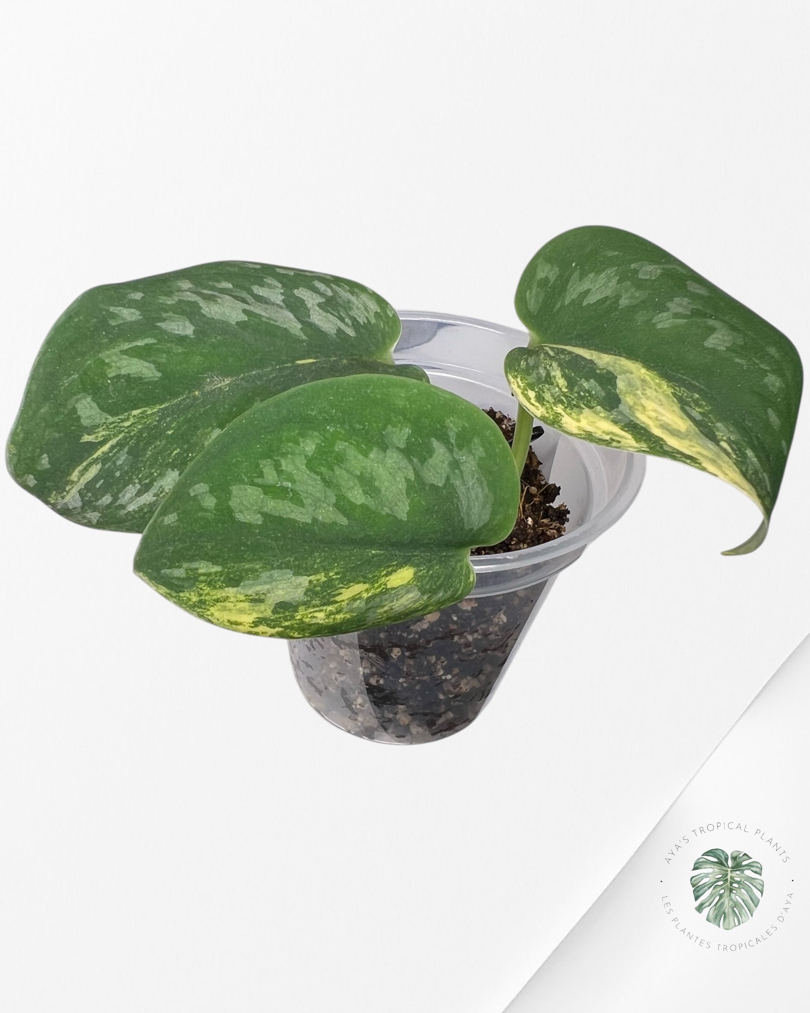 Diamant vert Scindapsus - SGD2