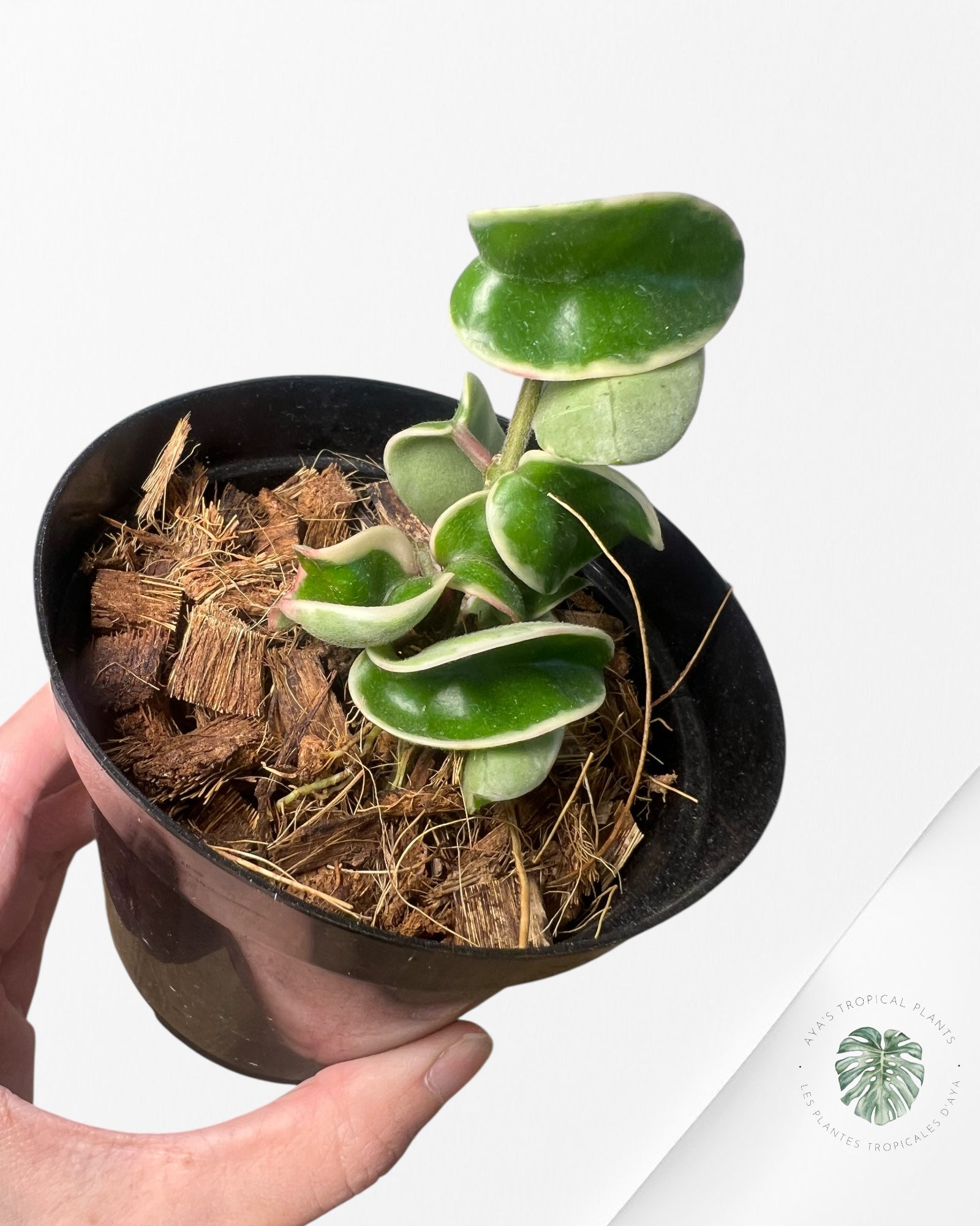 Hoya Carnosa Compacta (Outer variegation) - H
