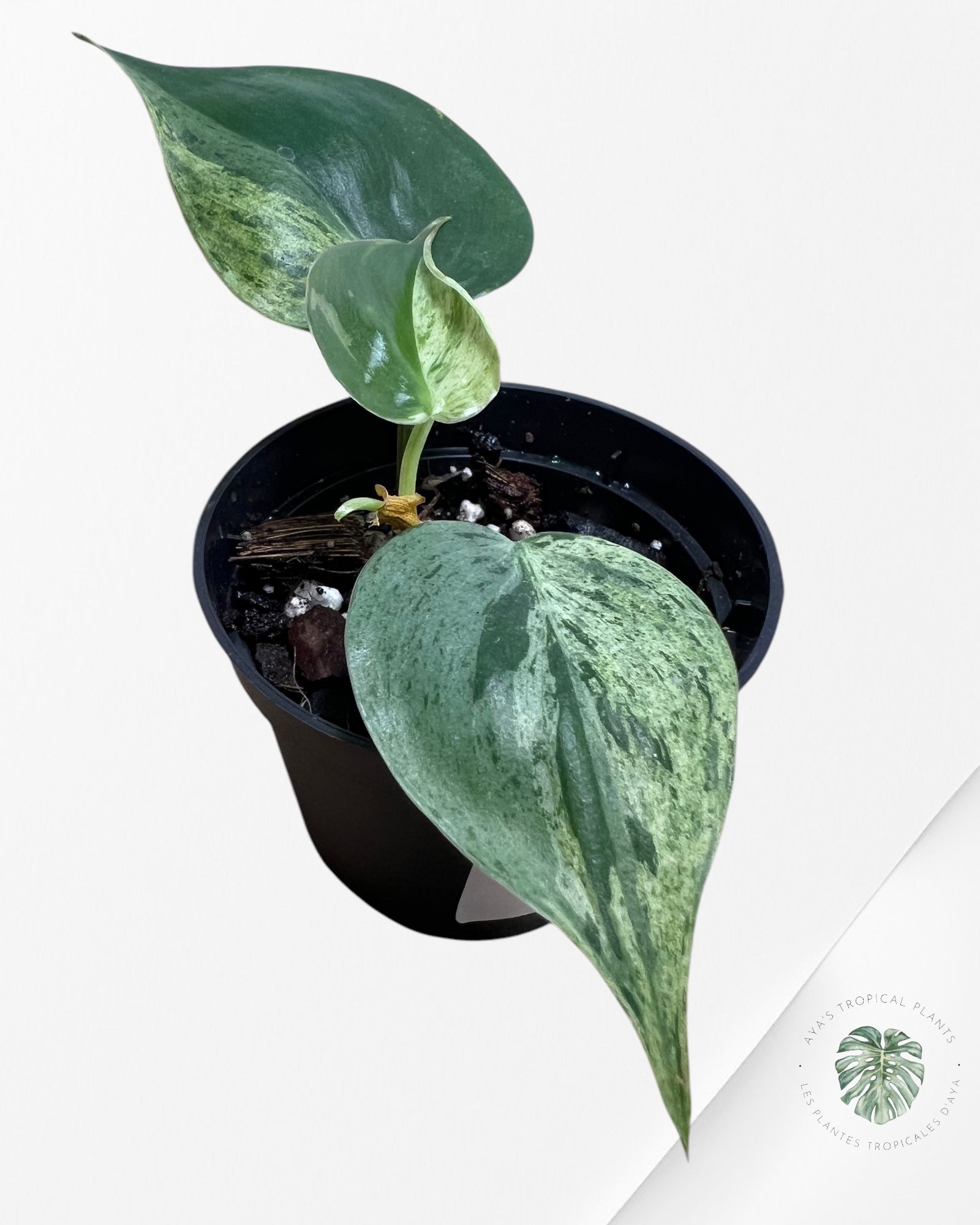 Philodendron hederaceum panaché-01