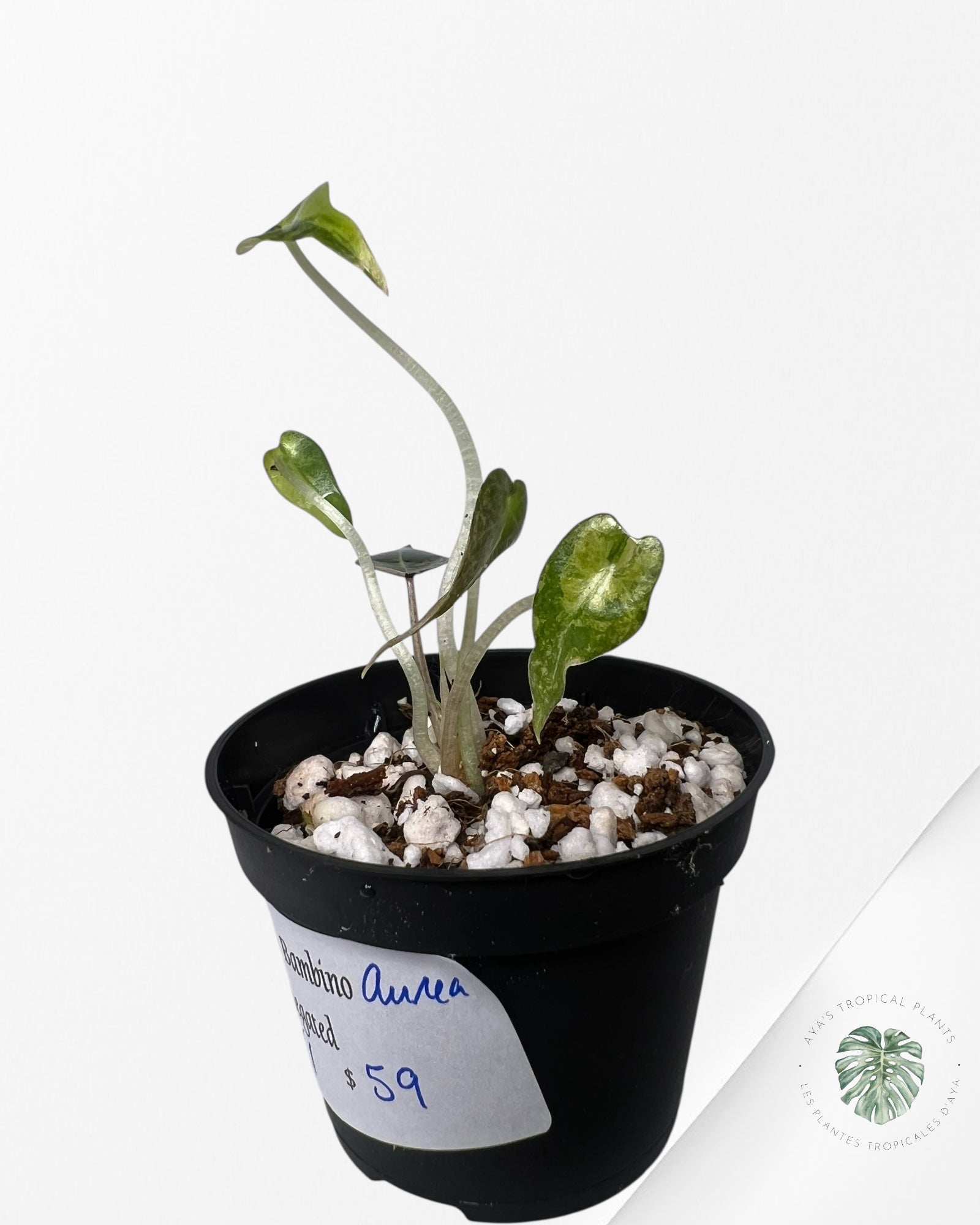 Alocasia Bambino Variegated (Aurea) - BV1
