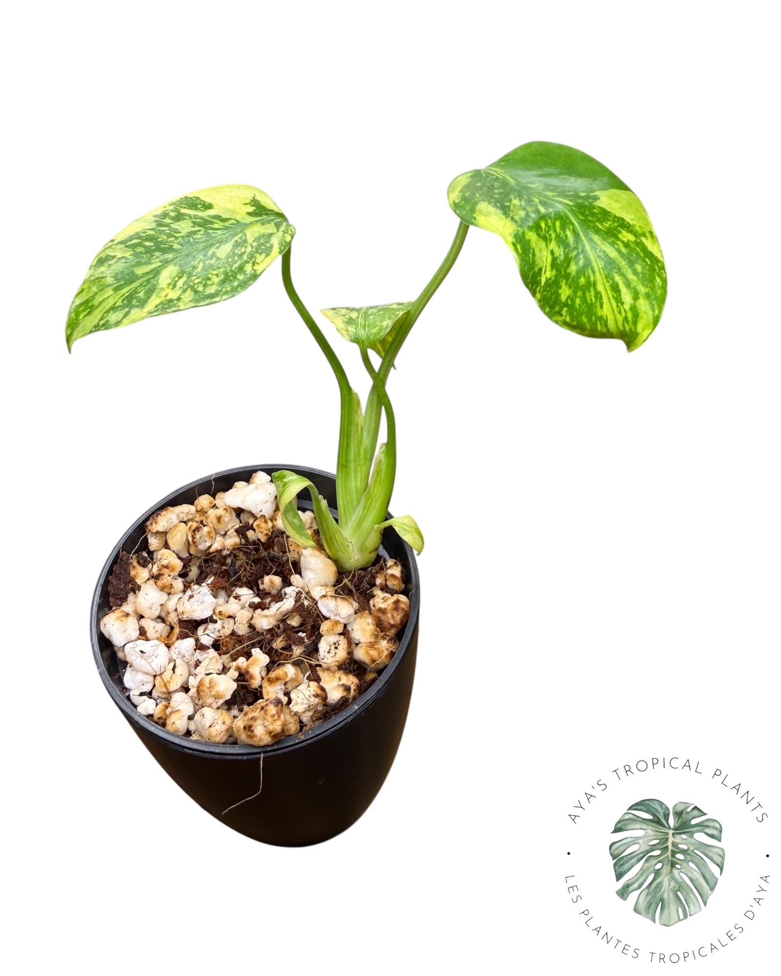 Monstera Deliciosa Electrolyte
