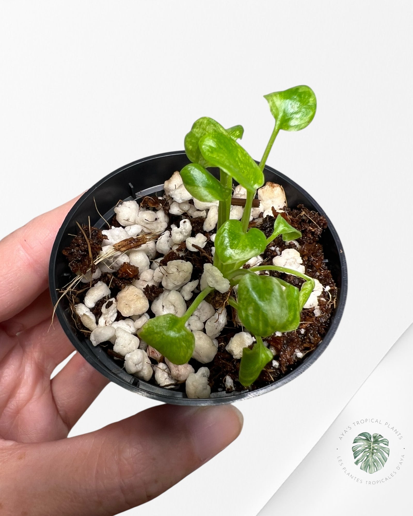 Philodendron Xanadu Variegated - TC3