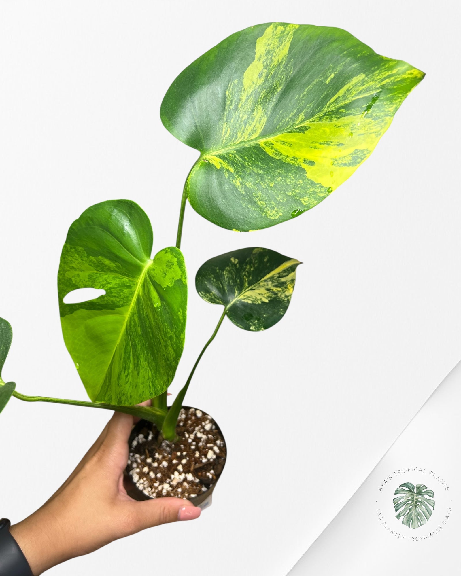 Monstera Deliciosa Yellow 'Marilyn' variegated - 8