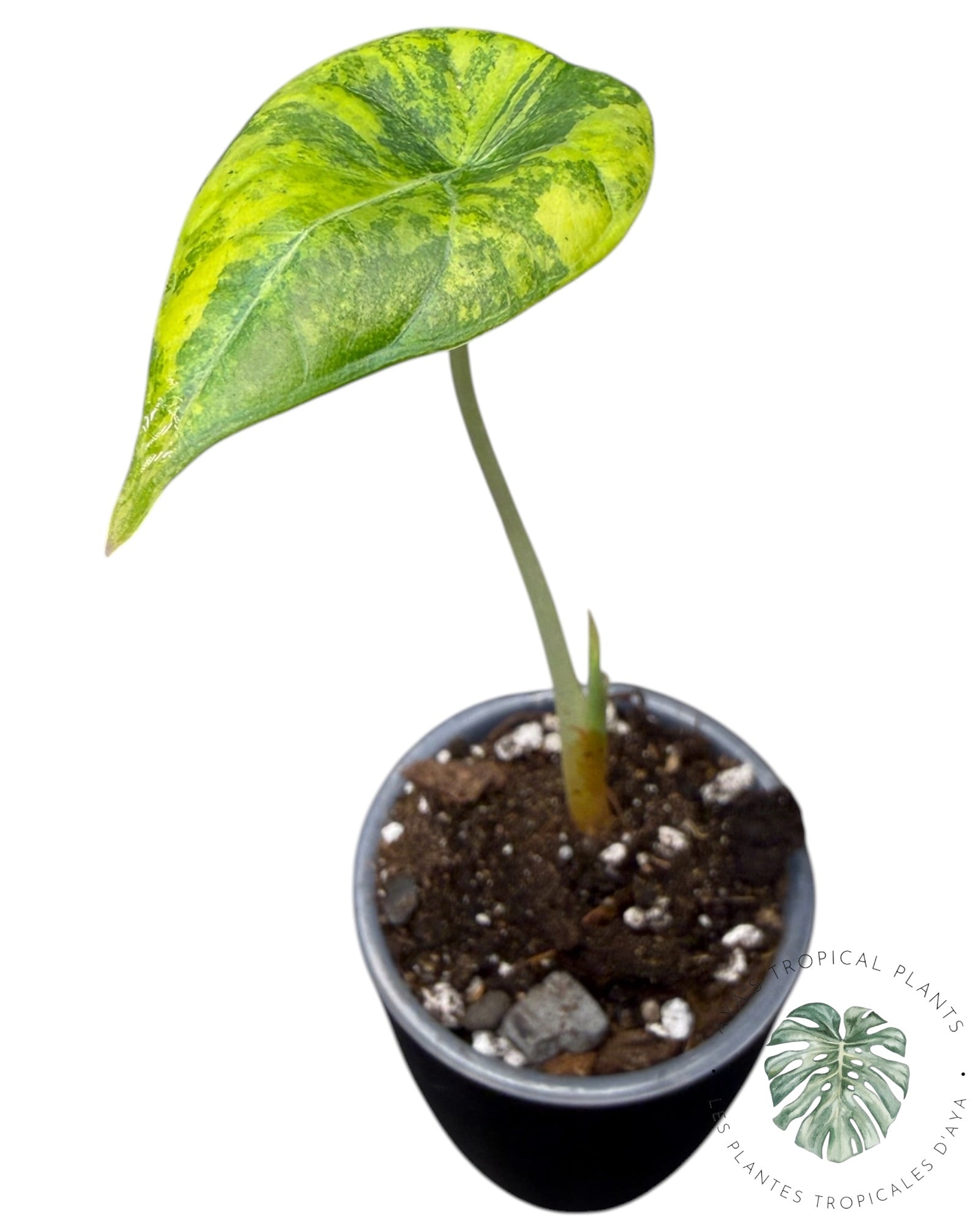 Alocasia Maharani Golden Lime