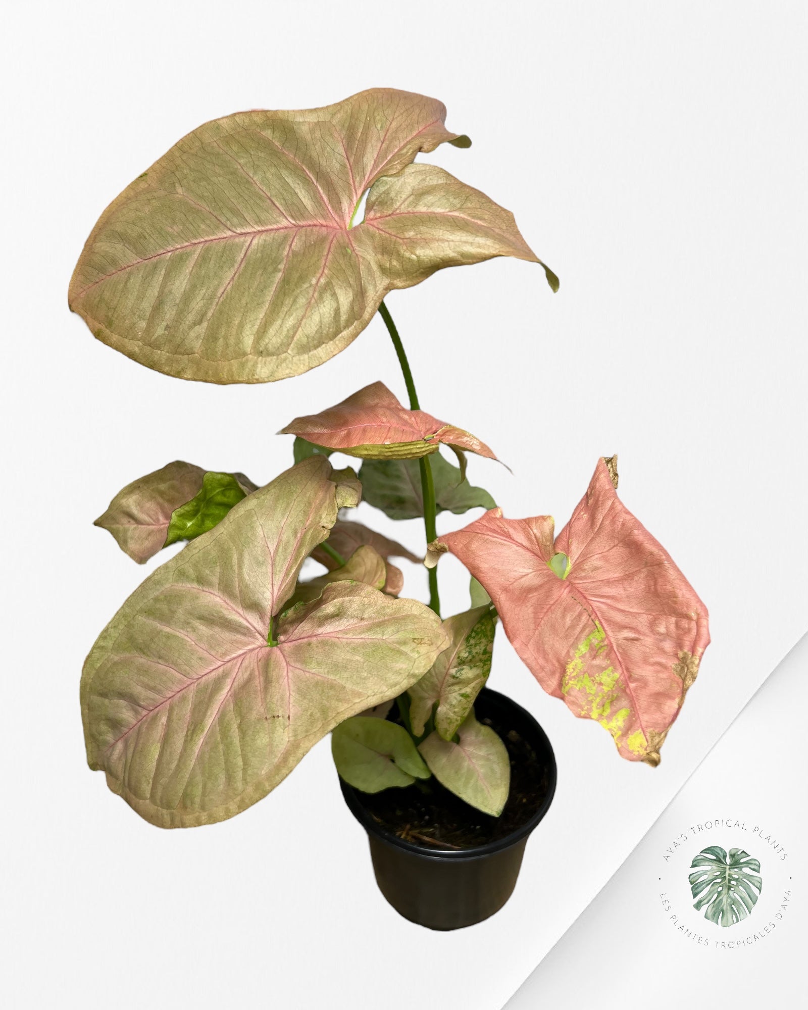 Syngonium Néon Robusta - A1