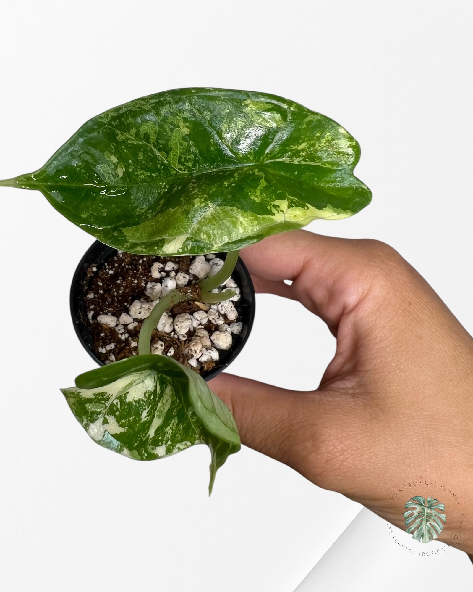 Alocasia Dragon Scale Variegated Albo ( Grade A) - TC1E