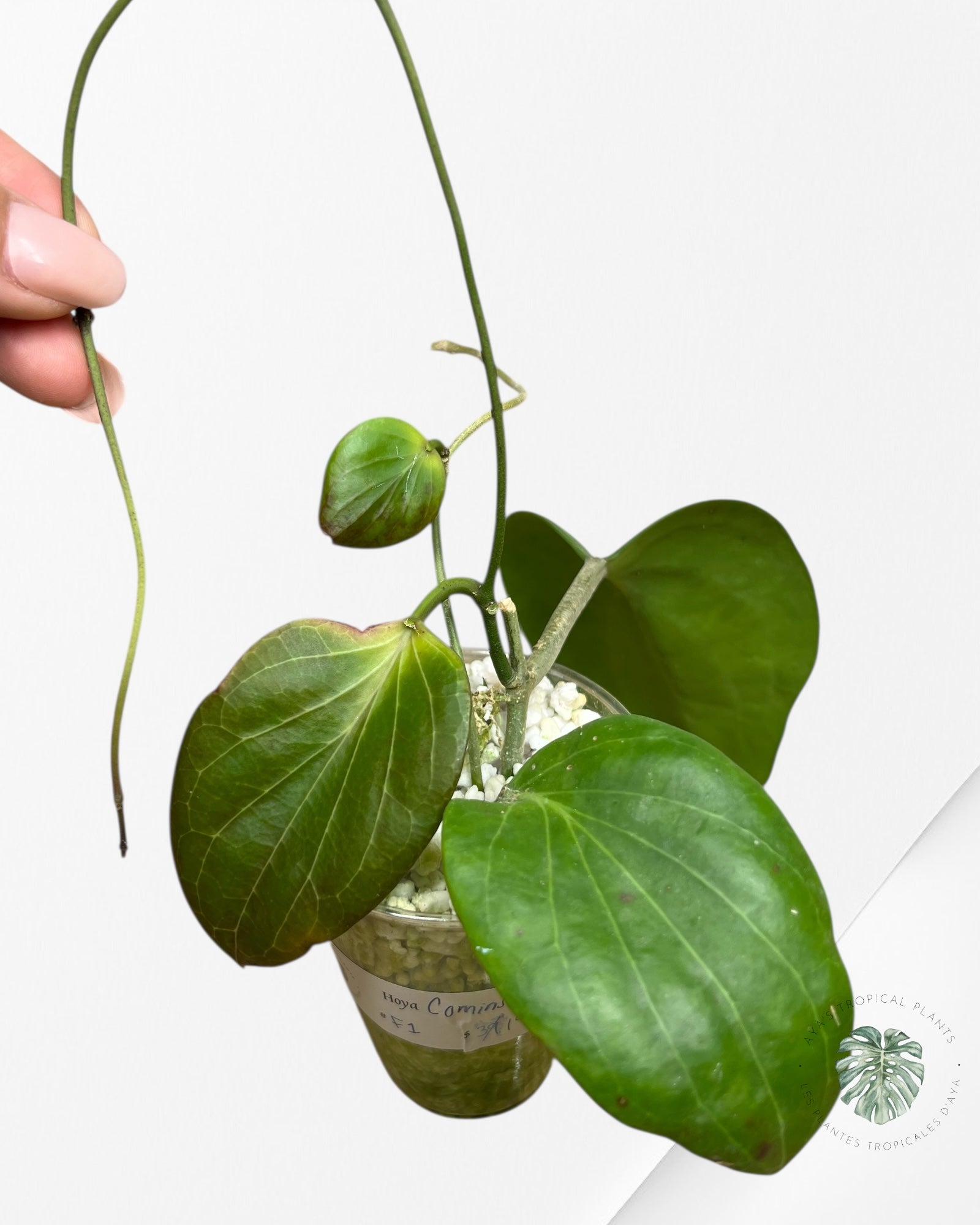 Hoya Cominsii - F1