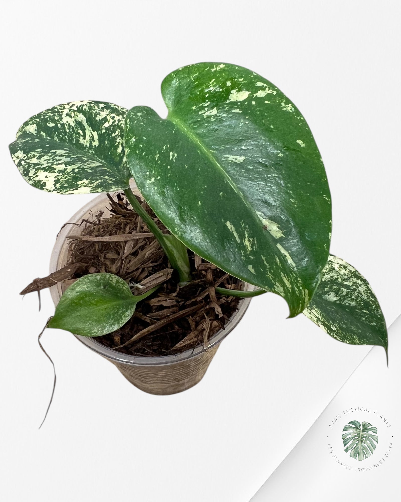 Monstera Mint -04