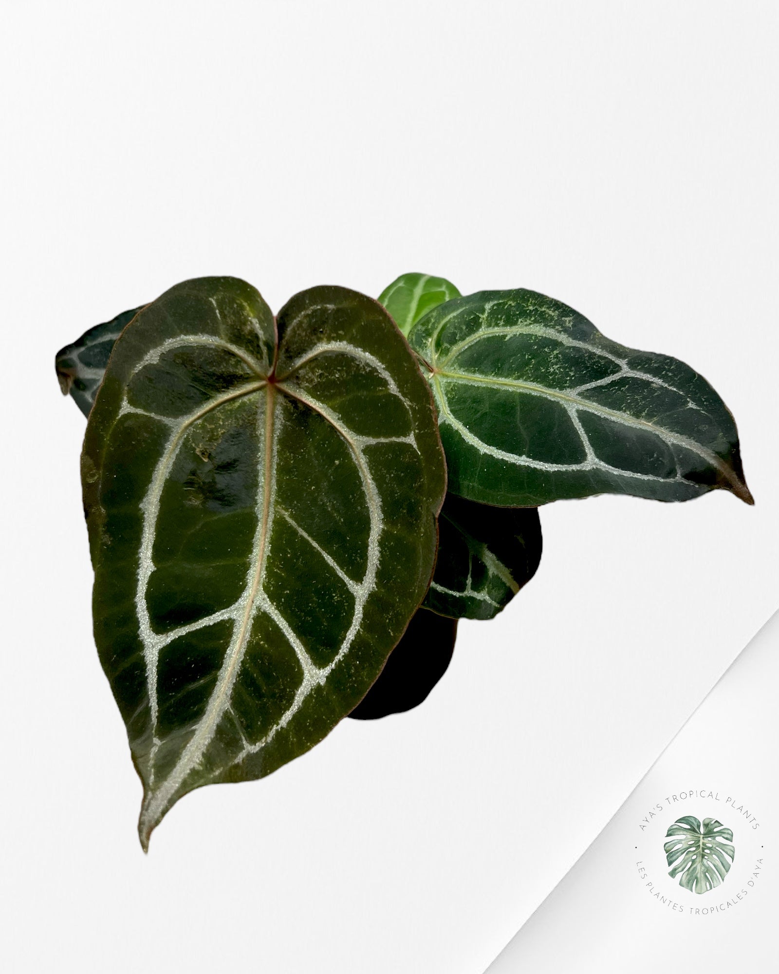Anthurium Michelle - SA4