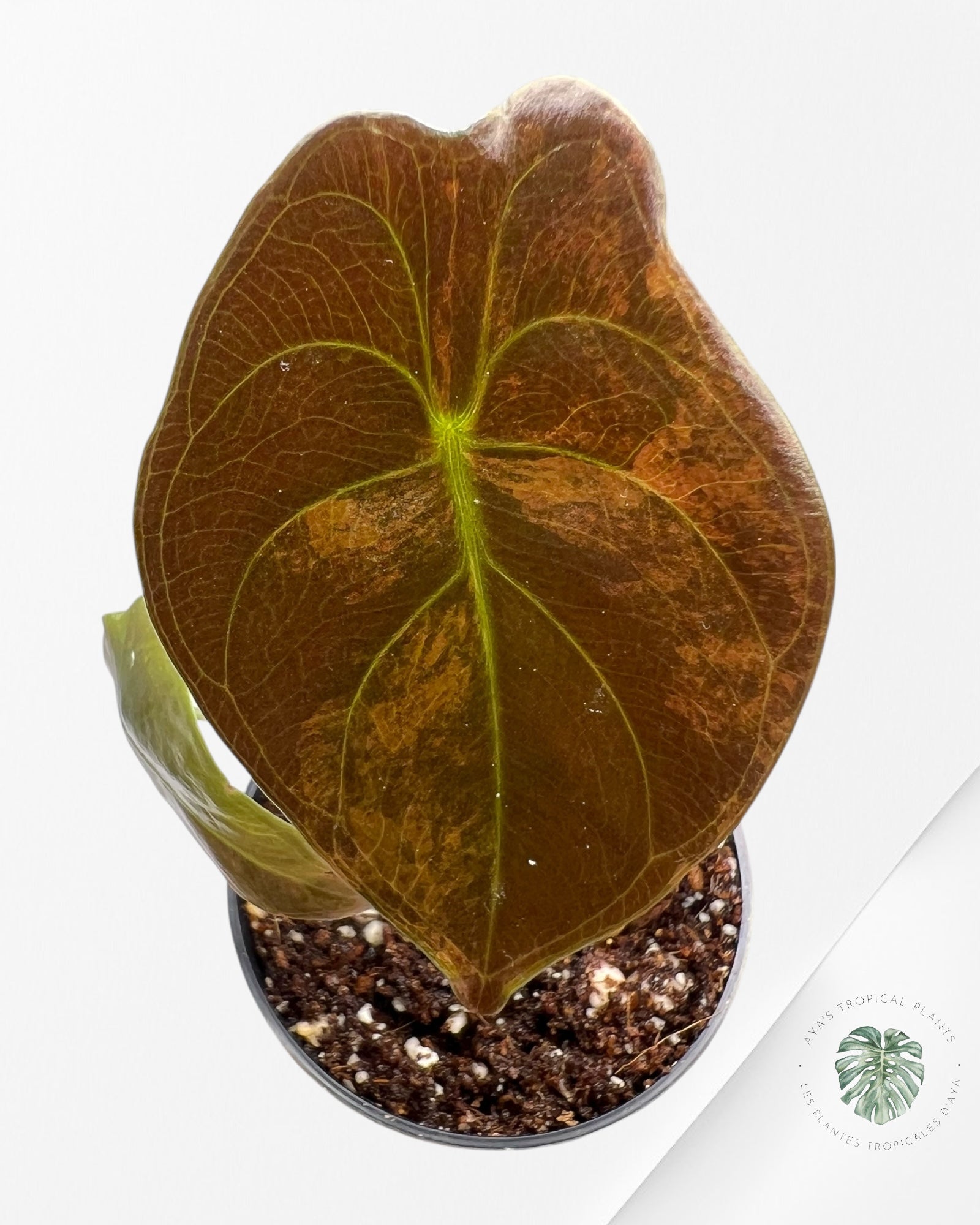 Alocasia Cuprea Variegated (Aurea) - TC2