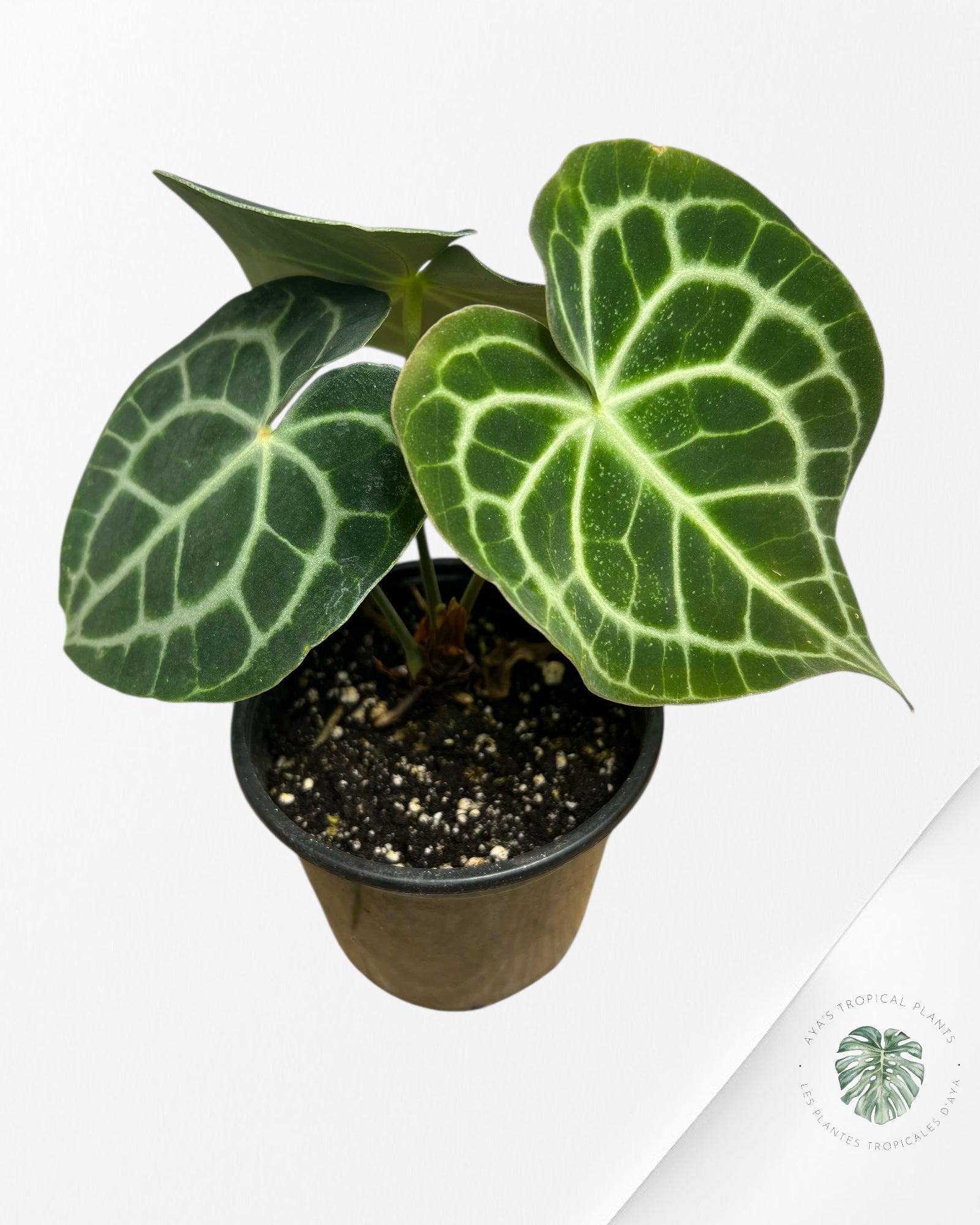 Anthurium Clarinervium KING - 92
