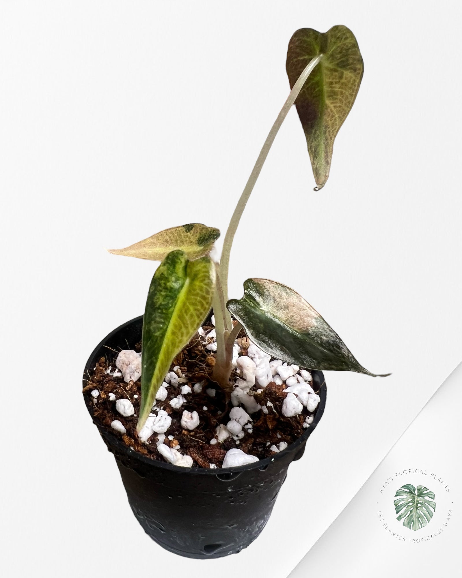 Alocasia Bambino Variegated (Aurea) - TC6