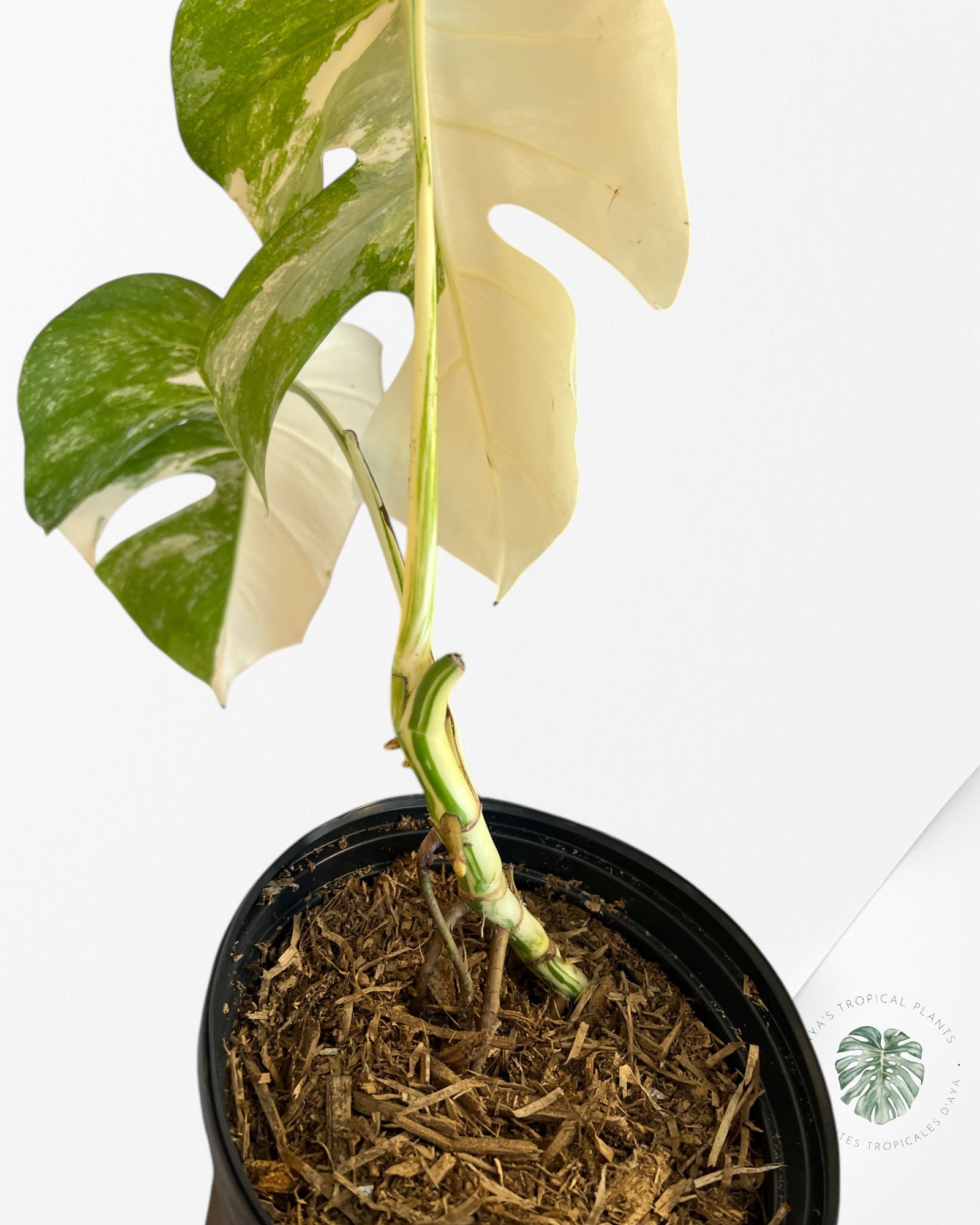 Monstera Borsigiana Albo-JA29