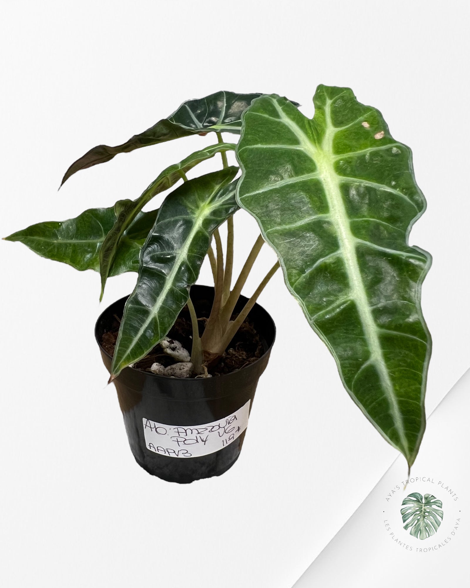 Alocasia amazonica 'Polly' variegate-AAPV3