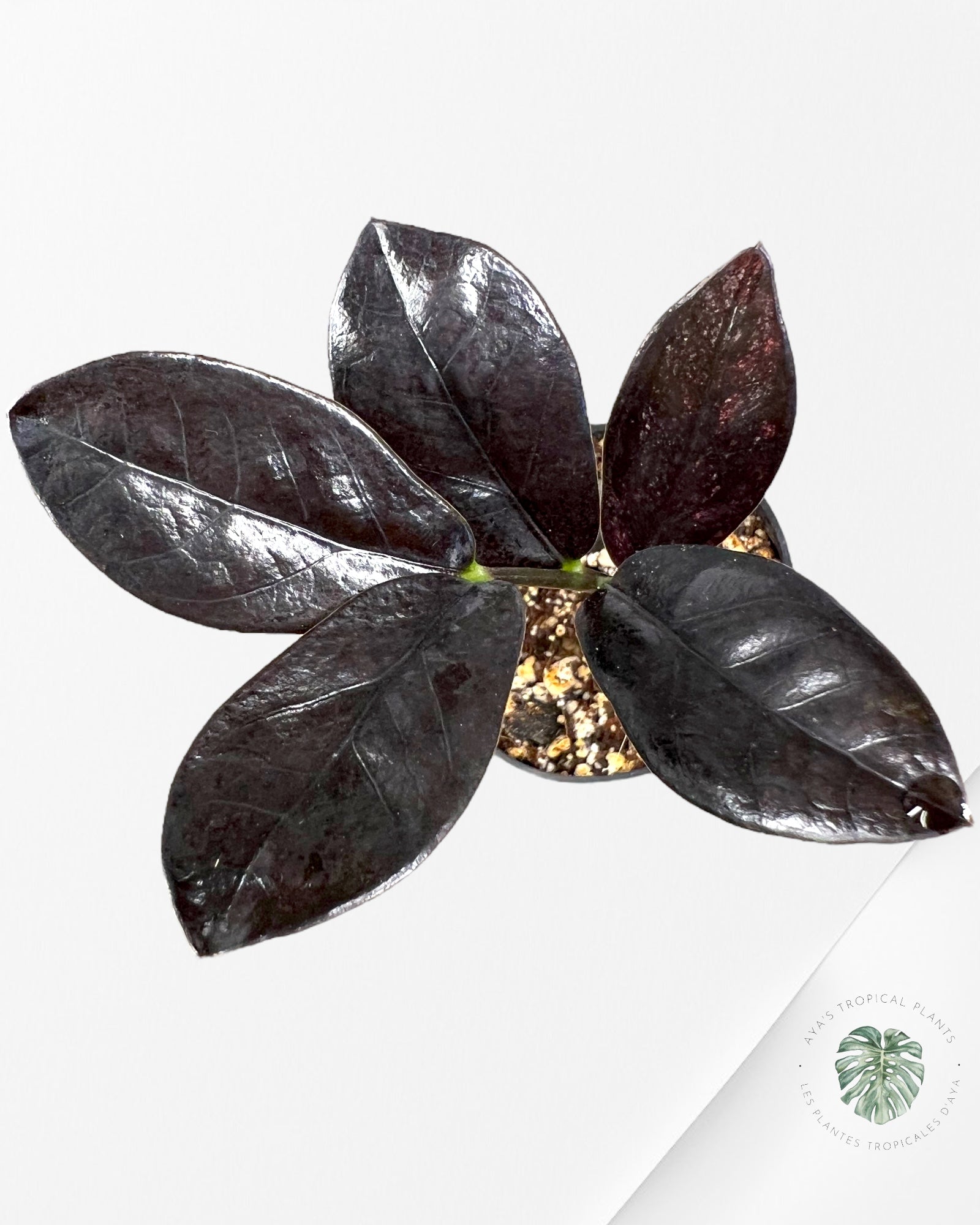 Zamioculcas Raven ZZ Pink Variegated - A1
