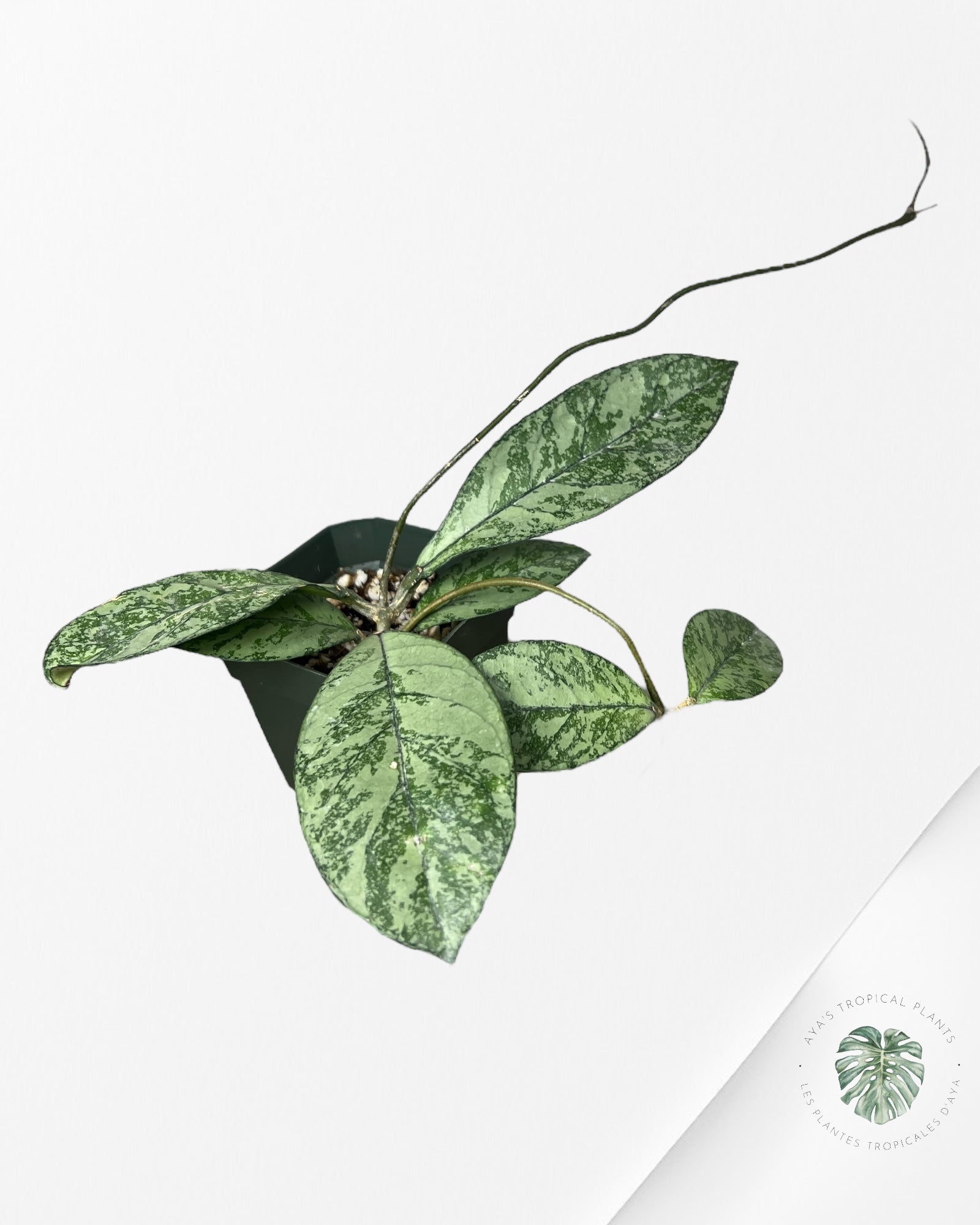 Hoya crassipetiolata (Super splash) - CSS1