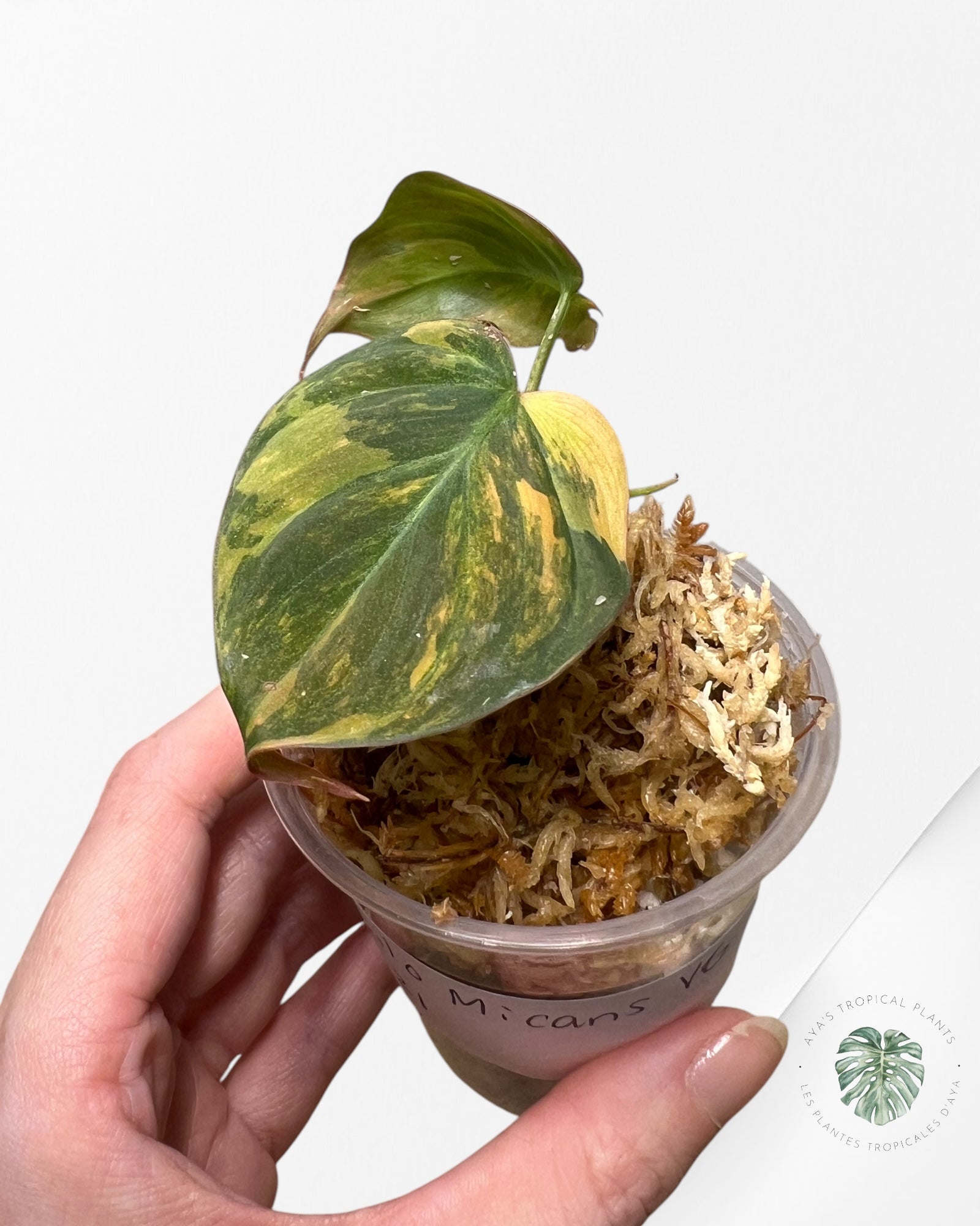 Philodendron Micans Variegated-PH21