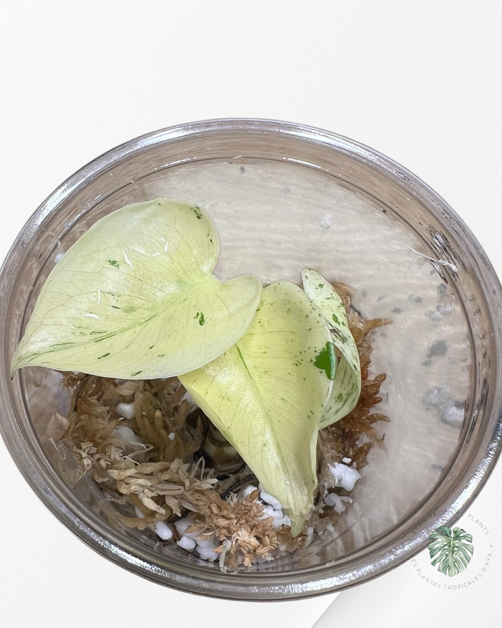 Monstera White Mint - TC5