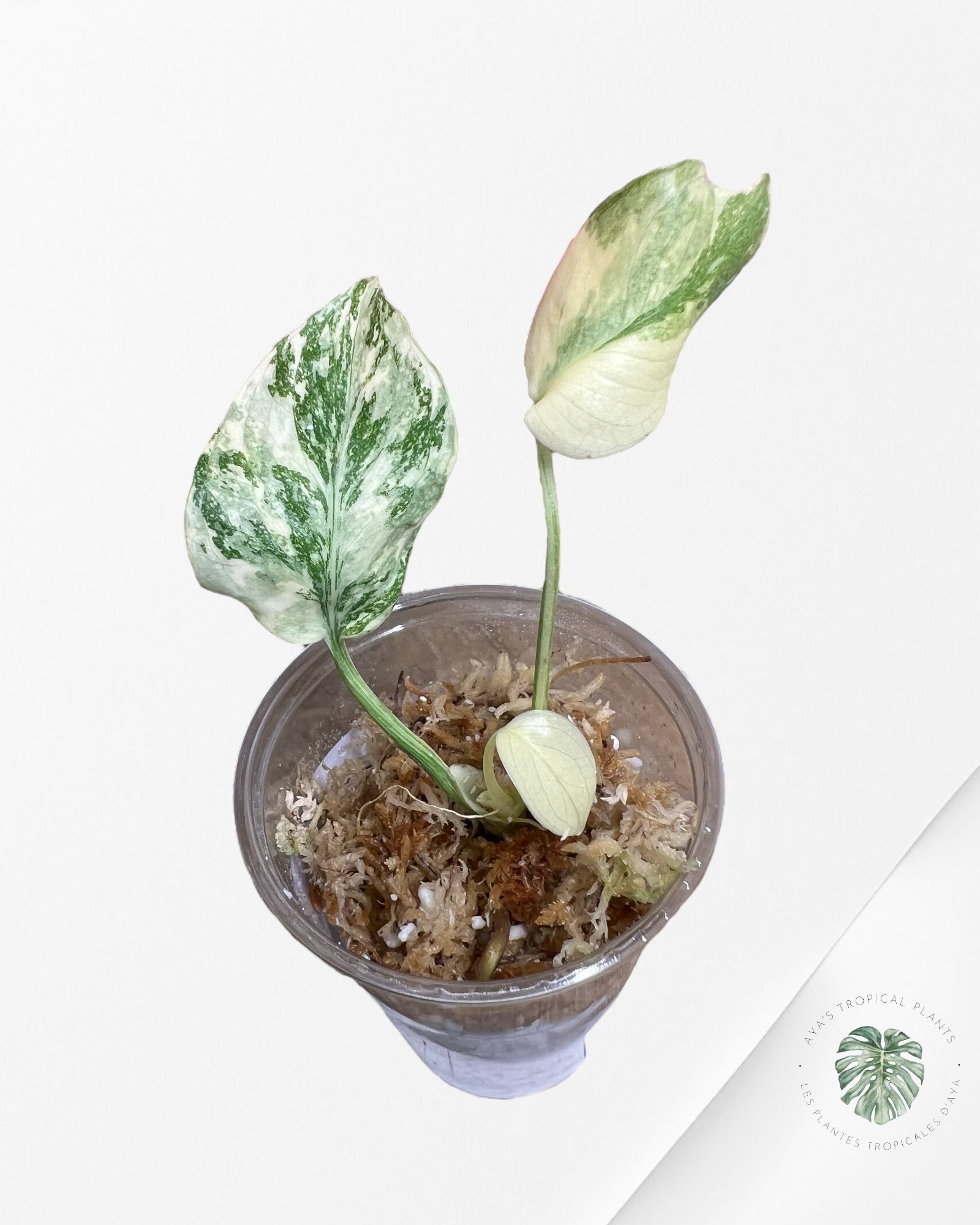 Monstera Thai Constellation Creme Brûlée (Grade A) - TC20