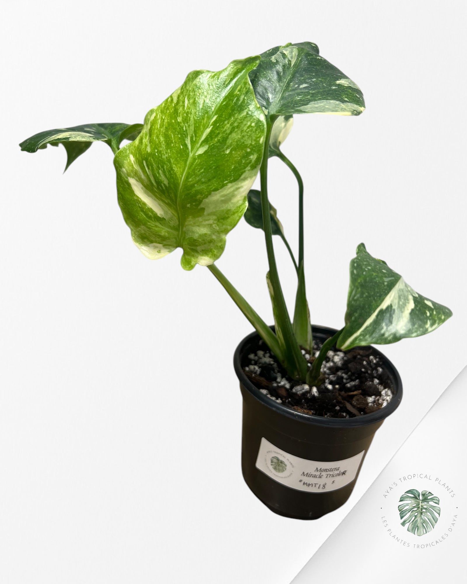 Monstera Miracle Tricolor -MMT18