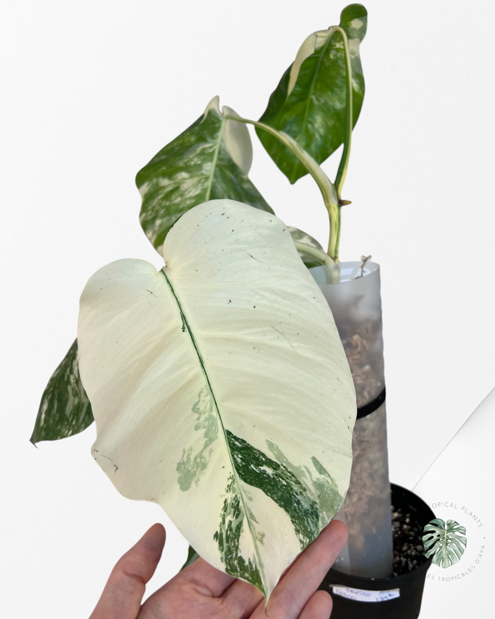 Monstera  Borsigiana Albo-JA900