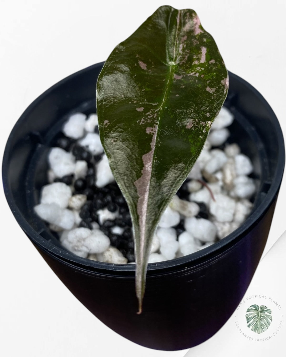 Alocasia Chantrieri panaché rose