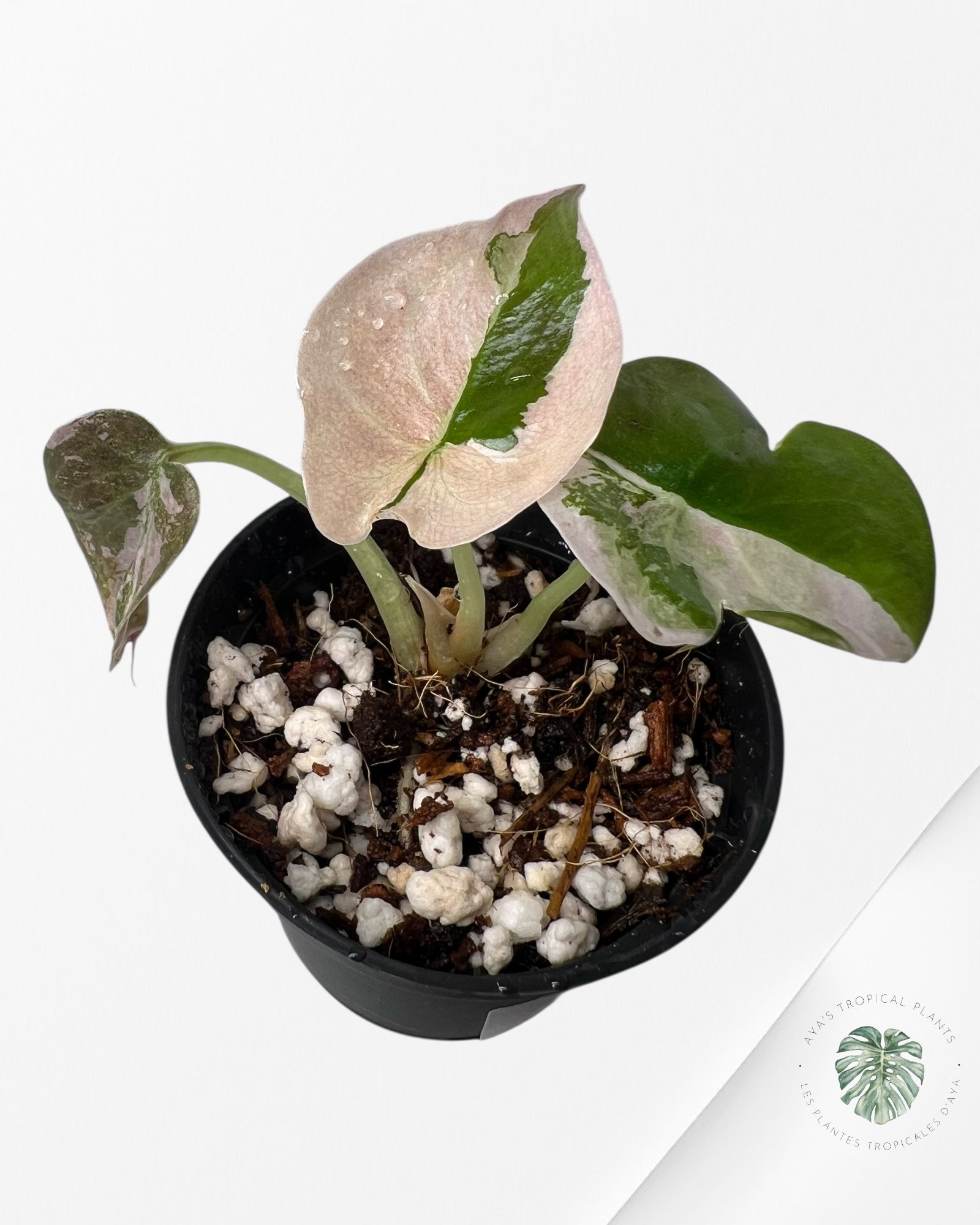 Alocasia Cuprea Pink Variegated-LF1