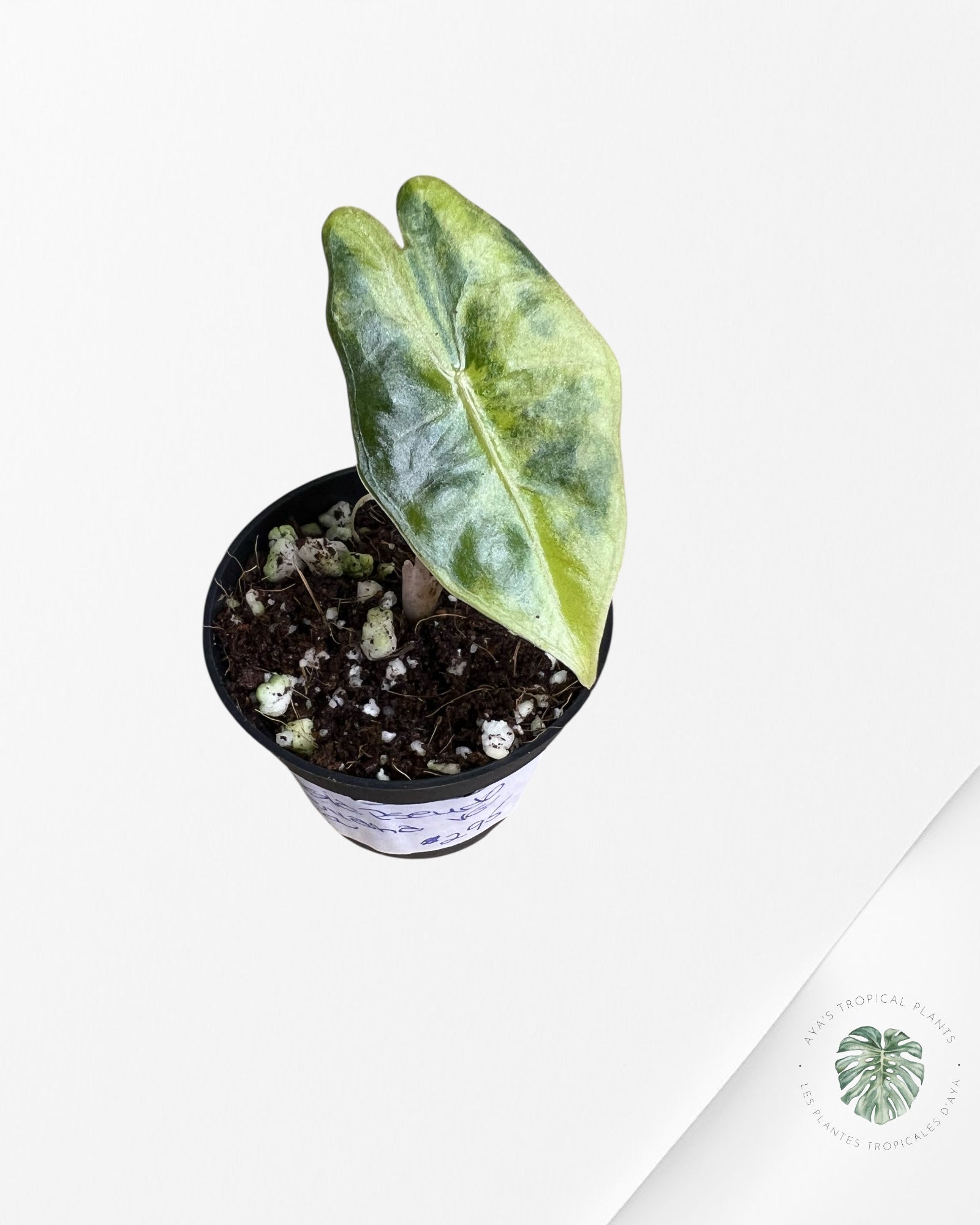 Alocasia Pseudo Sanderiana Variegated (Aurea) - P72