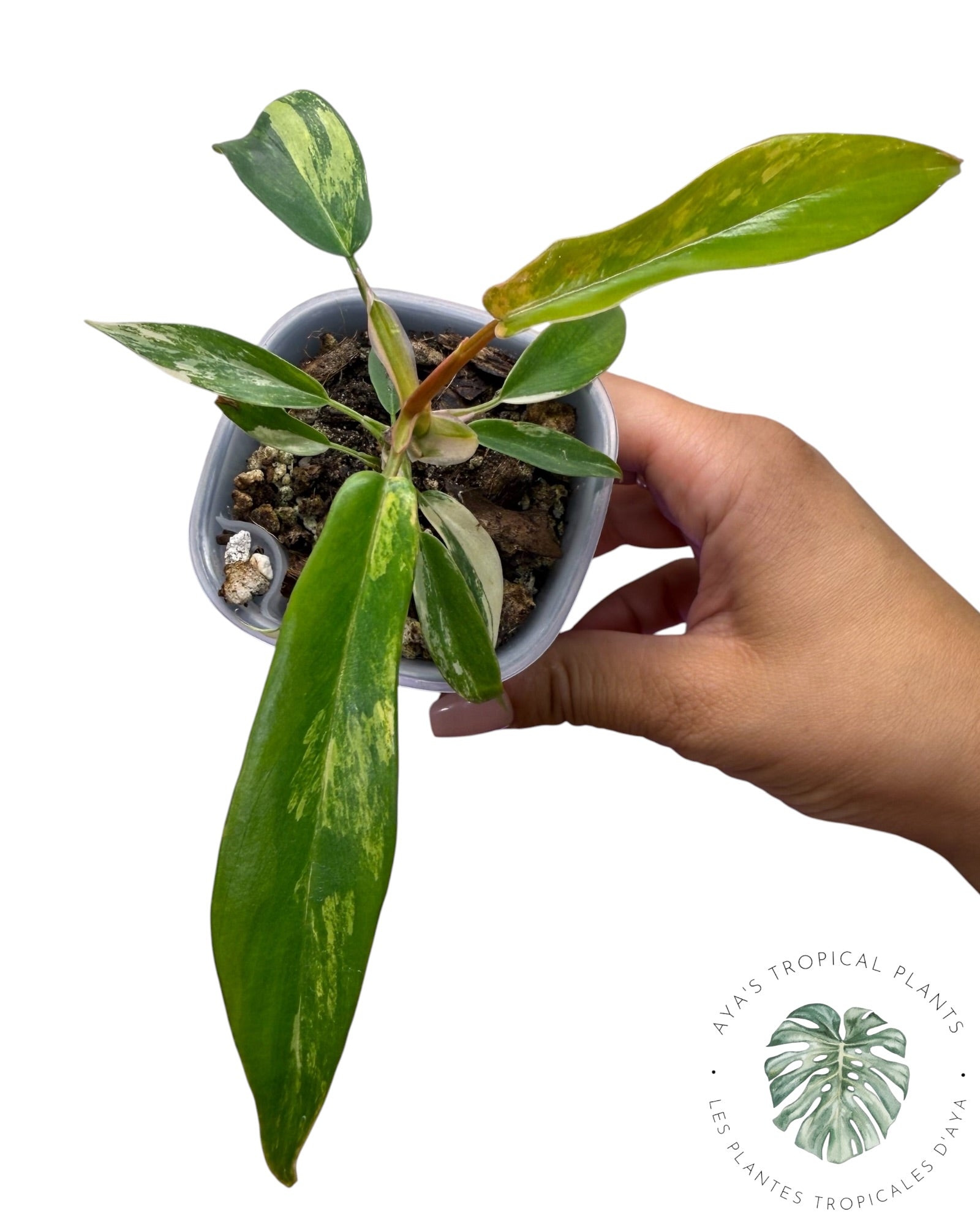 Philodendron Florida Beauty x Tortum