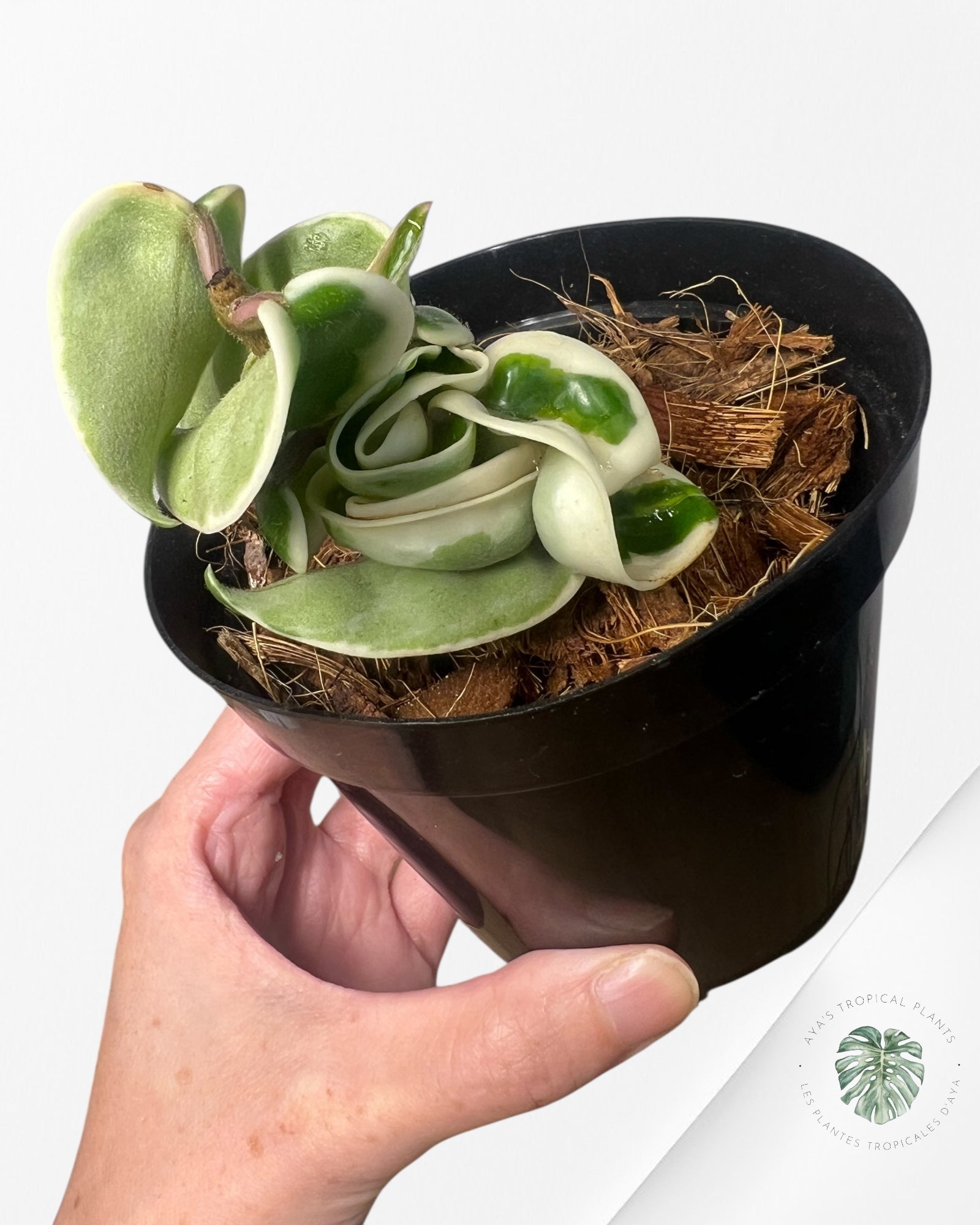 Hoya Carnosa Compacta (Outer variegation) - C