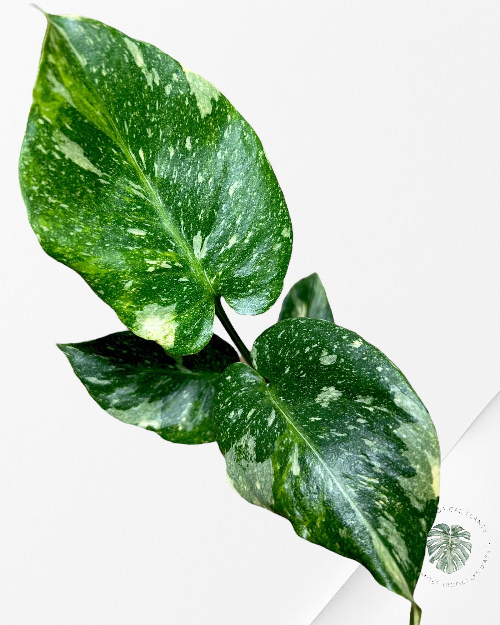 Monstera Miracle Tricolour-MMT2